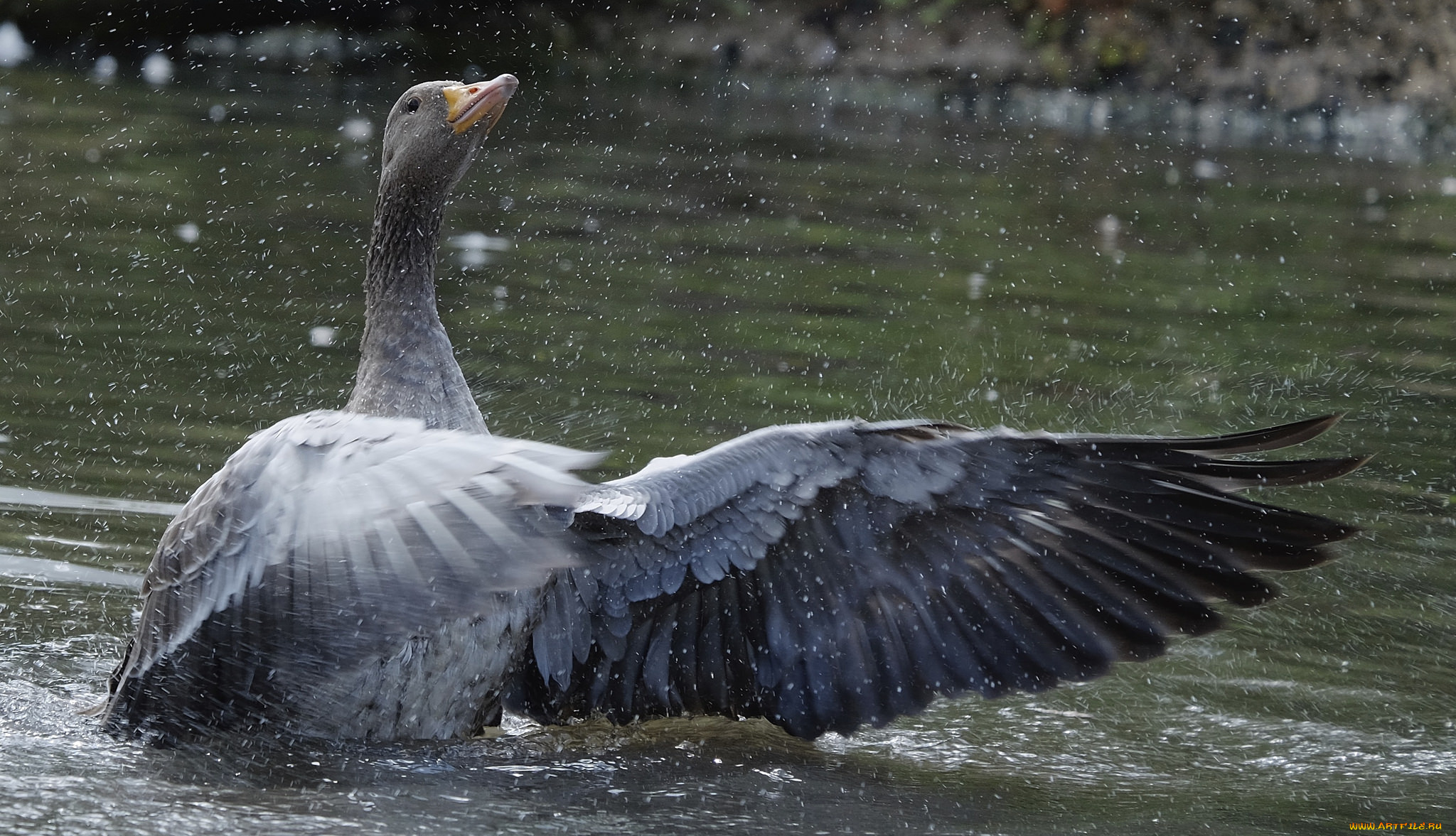 животные, гуси, брызги, озеро, гусь, капли
