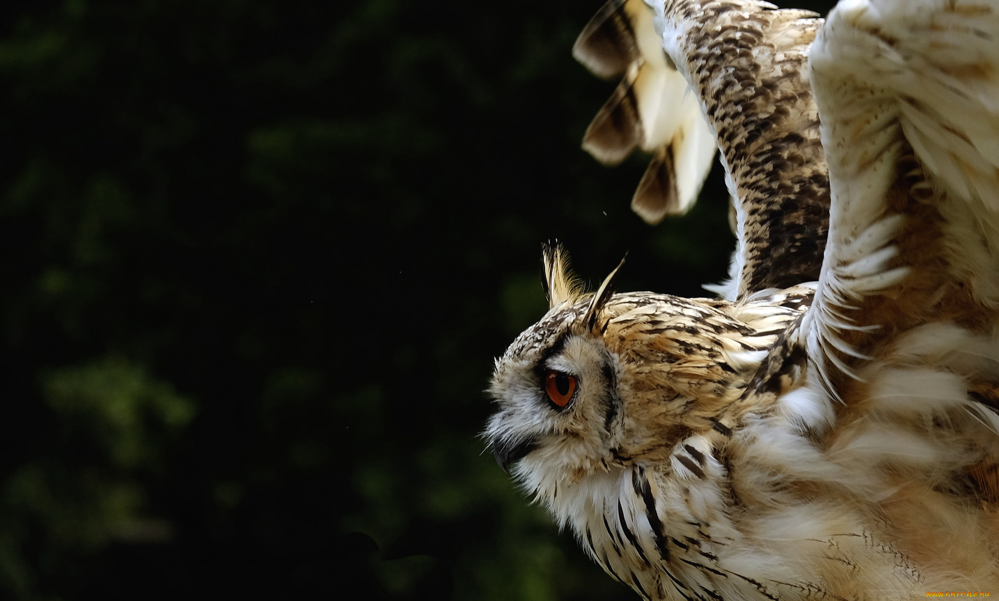 животные, совы, сова, чёрный, фон