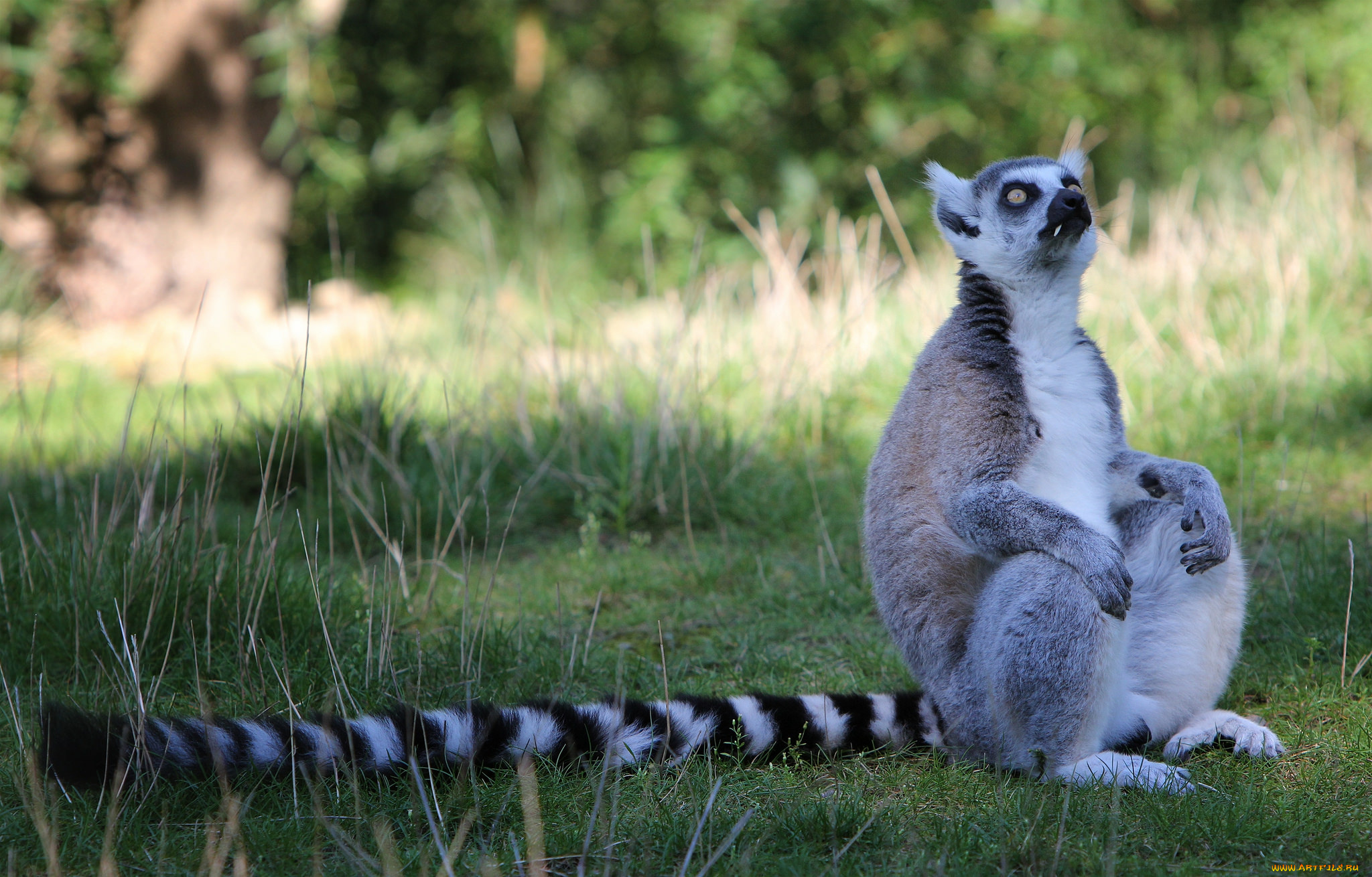животные, лемуры, лемур