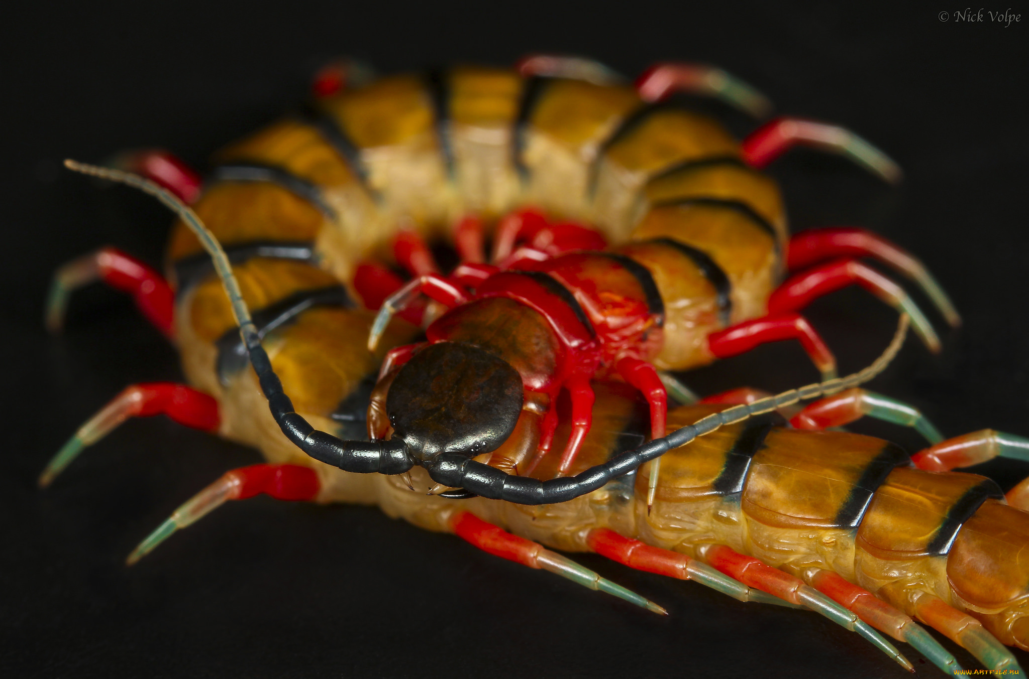 животные, насекомые, сороконожка, фон