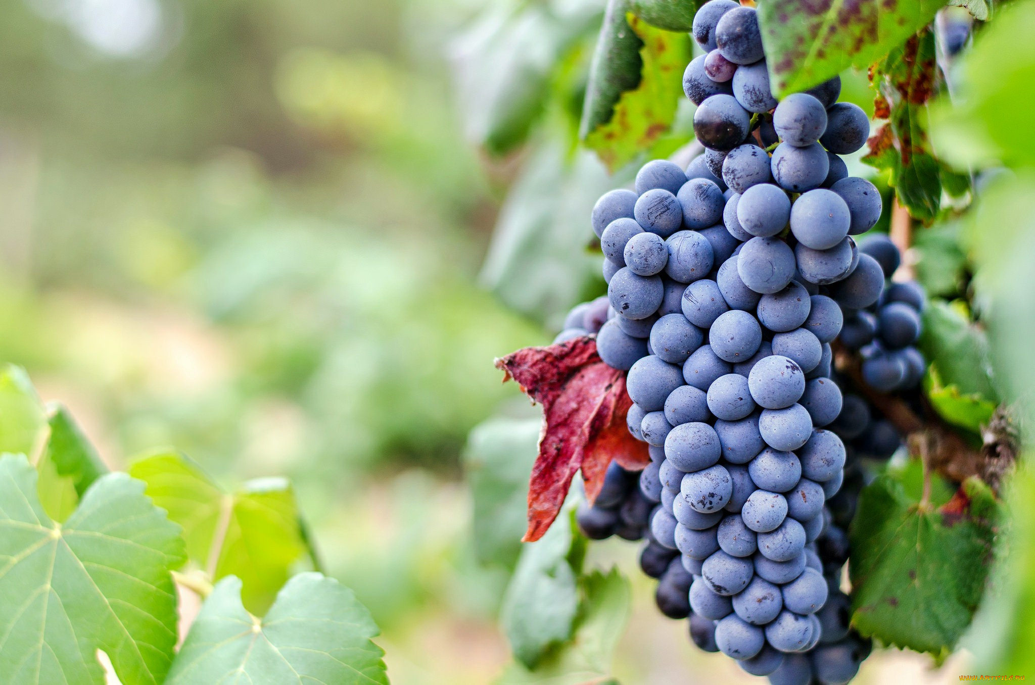 природа, Ягоды, , виноград, лоза