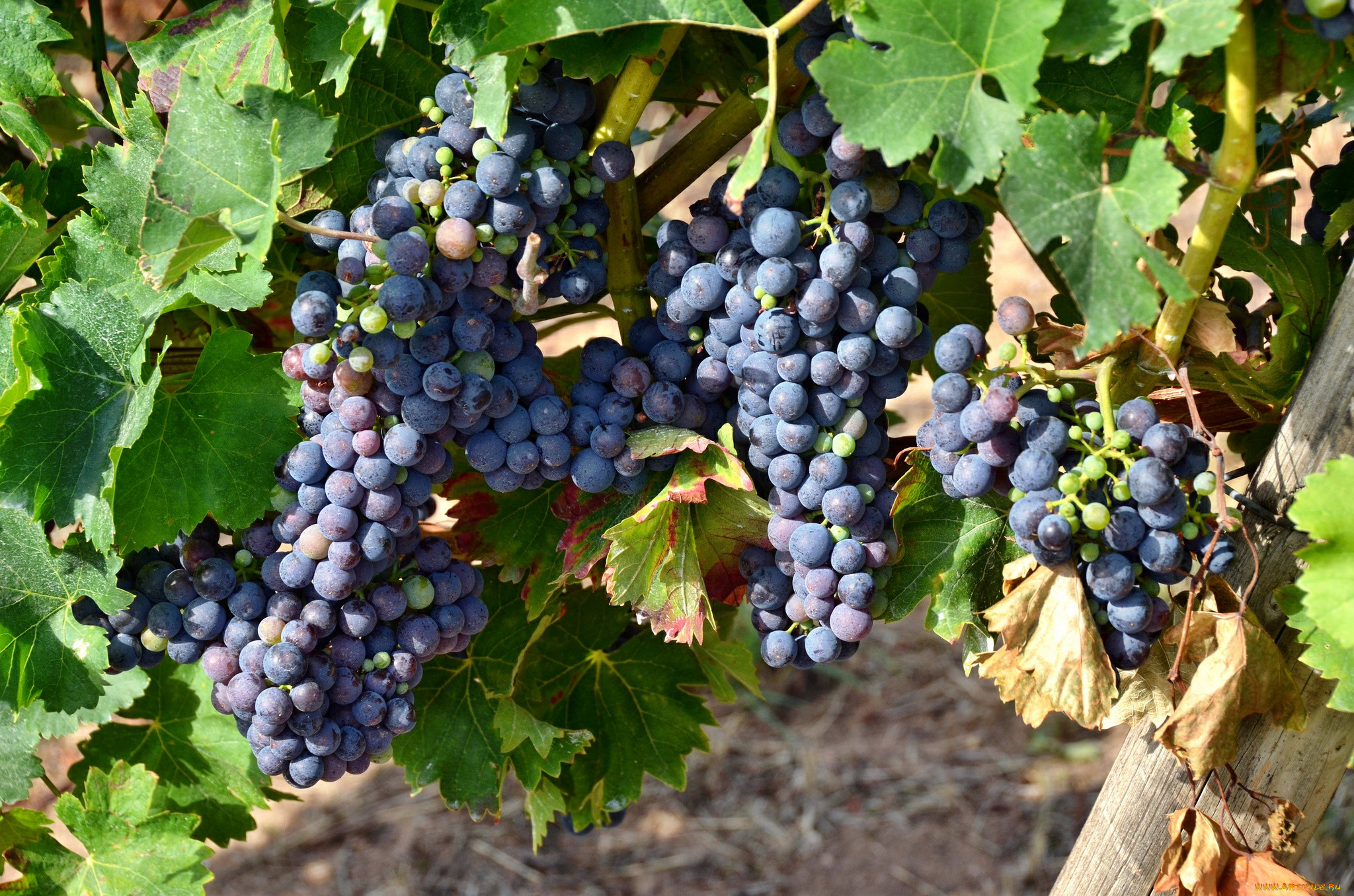 природа, Ягоды, , виноград, лоза
