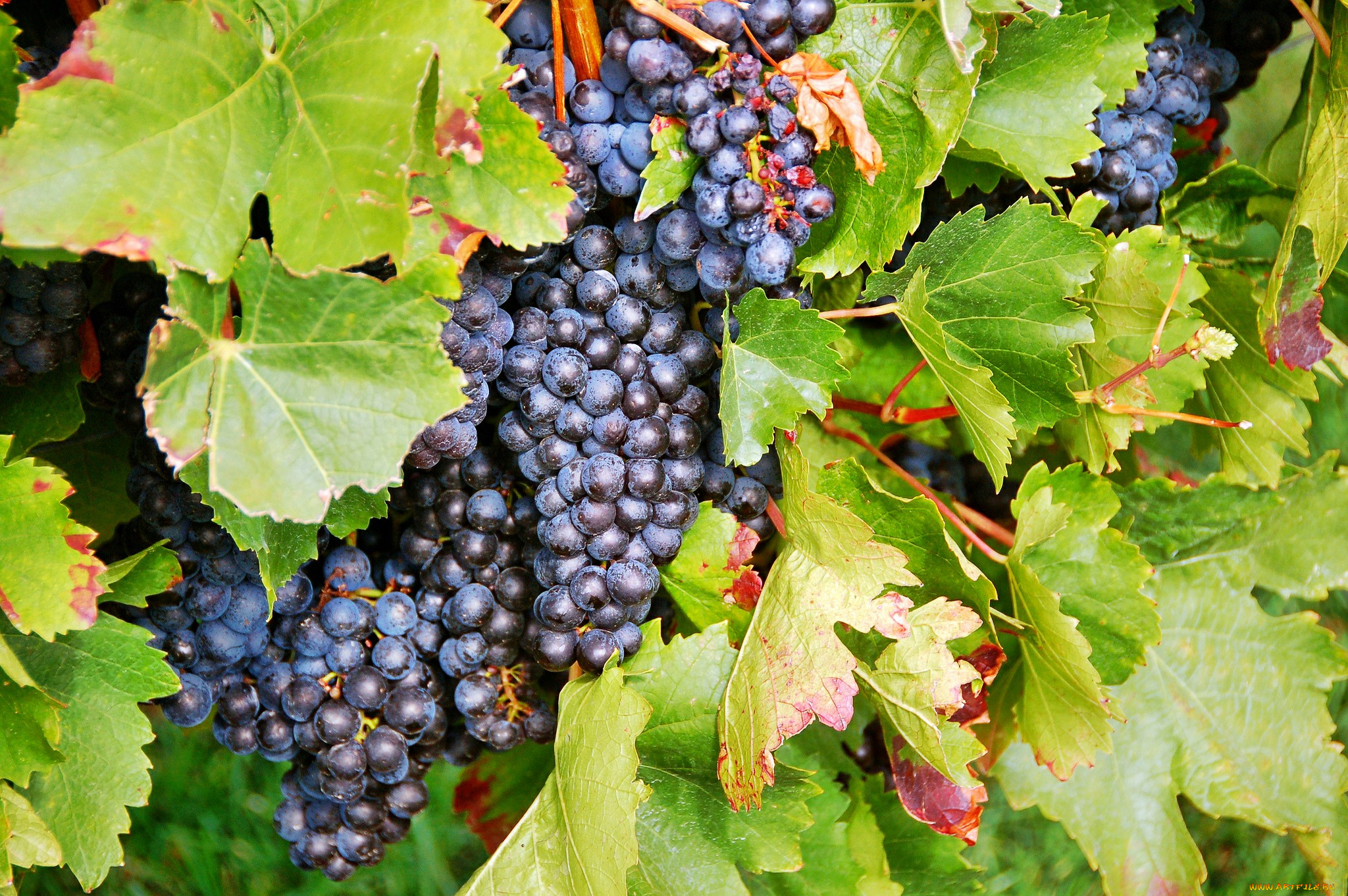 природа, Ягоды, , виноград, лоза