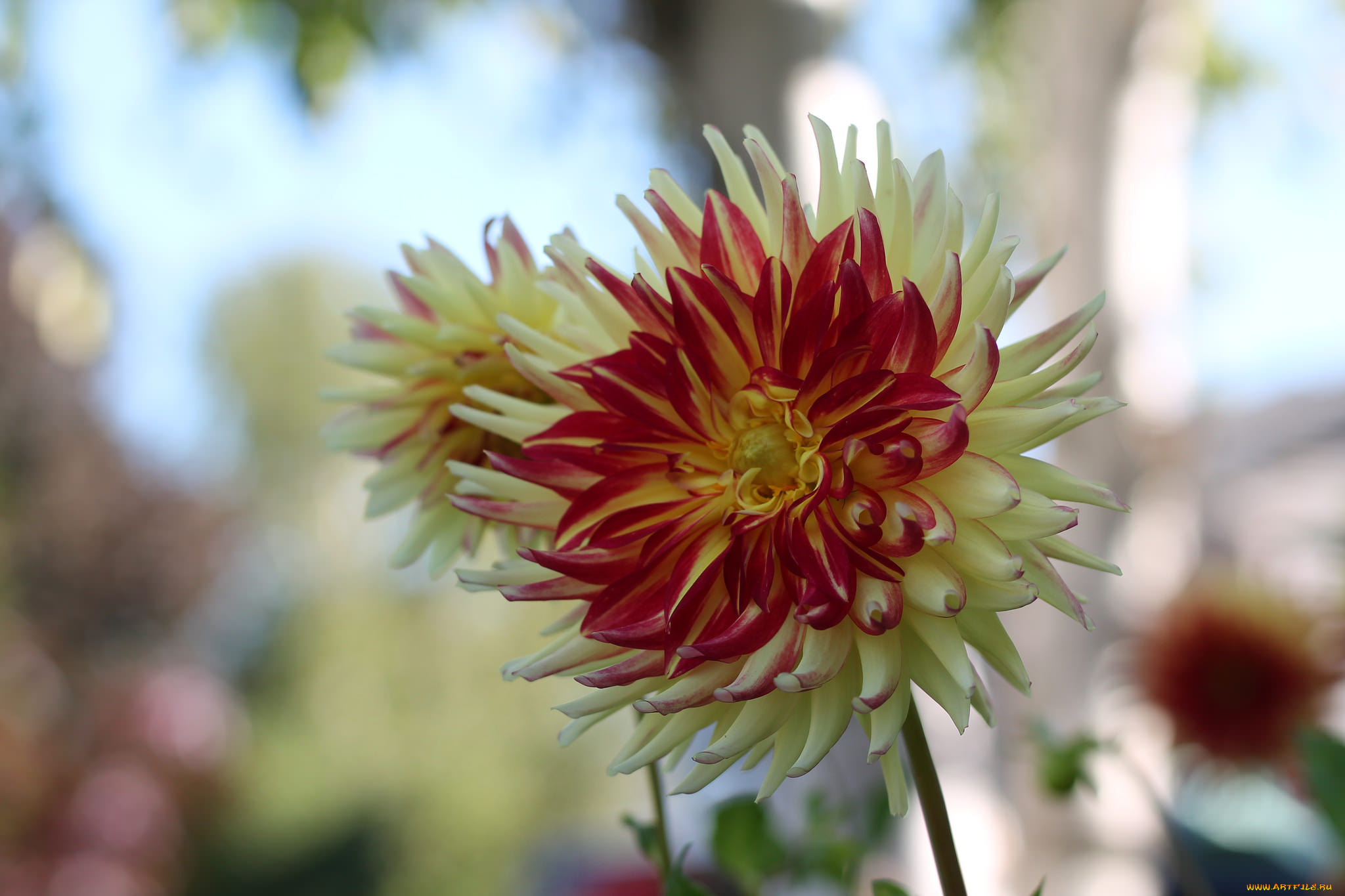 цветы, георгины, георгина