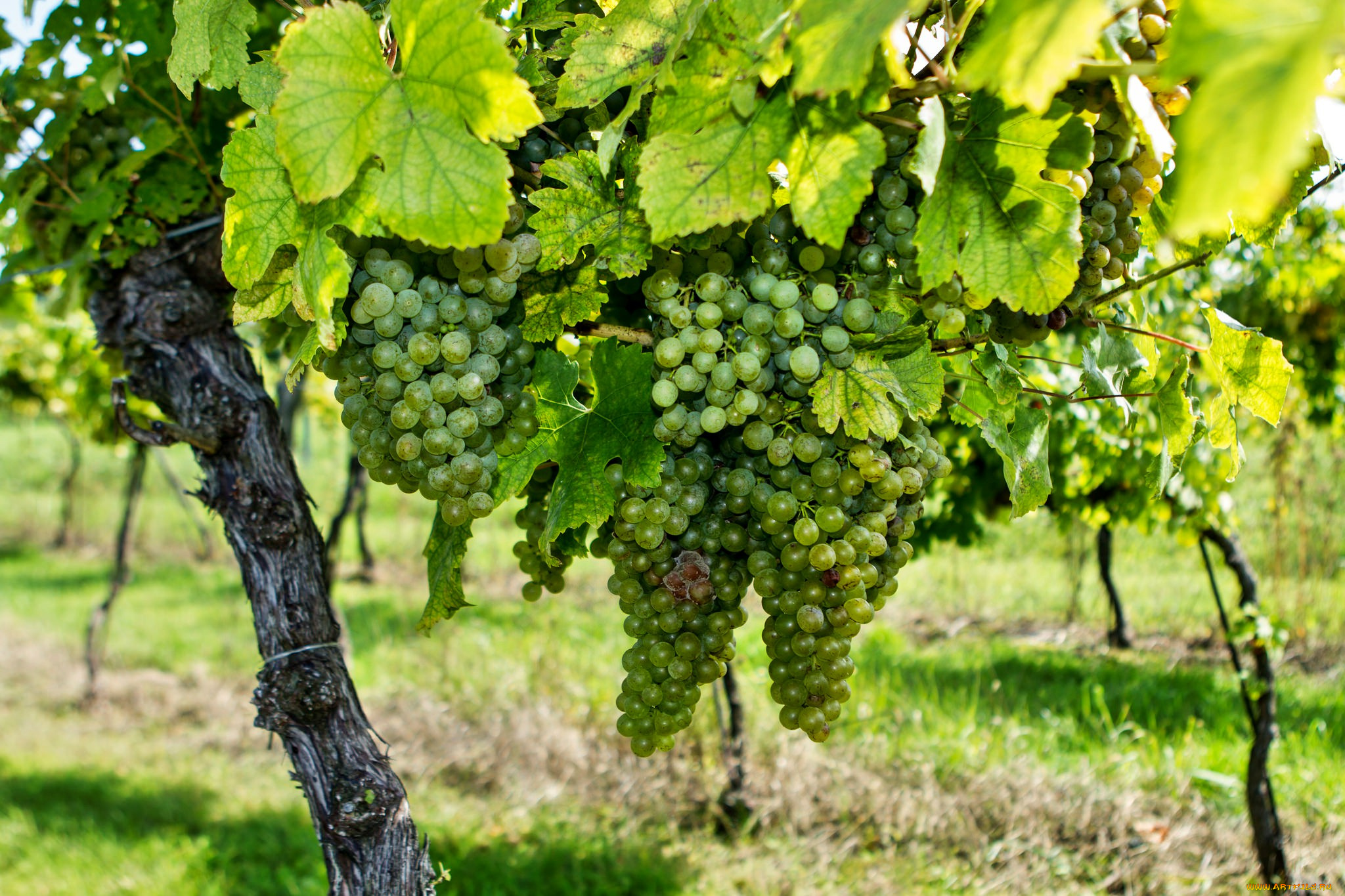природа, Ягоды, , виноград, лоза