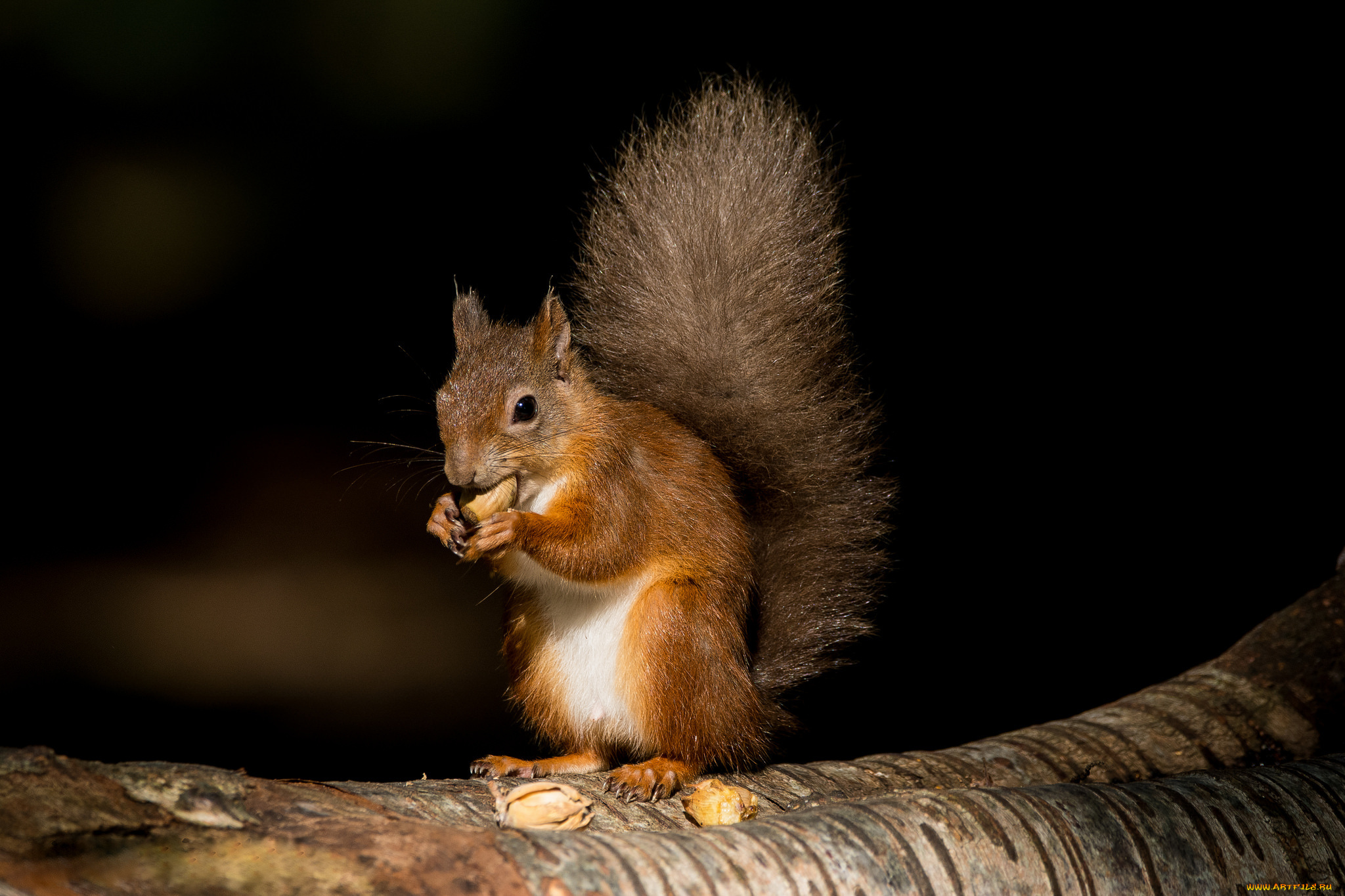животные, белки, белочка