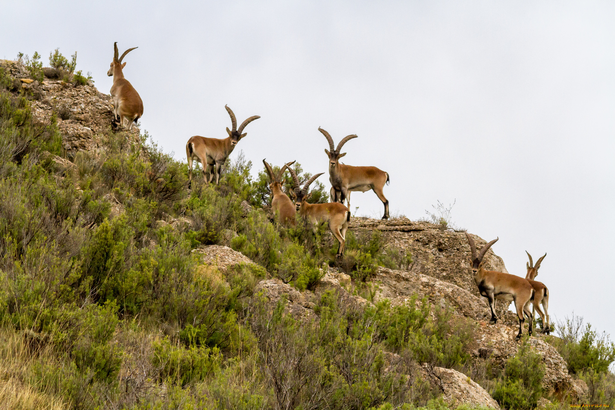 животные, козы, козлы, склон, гора