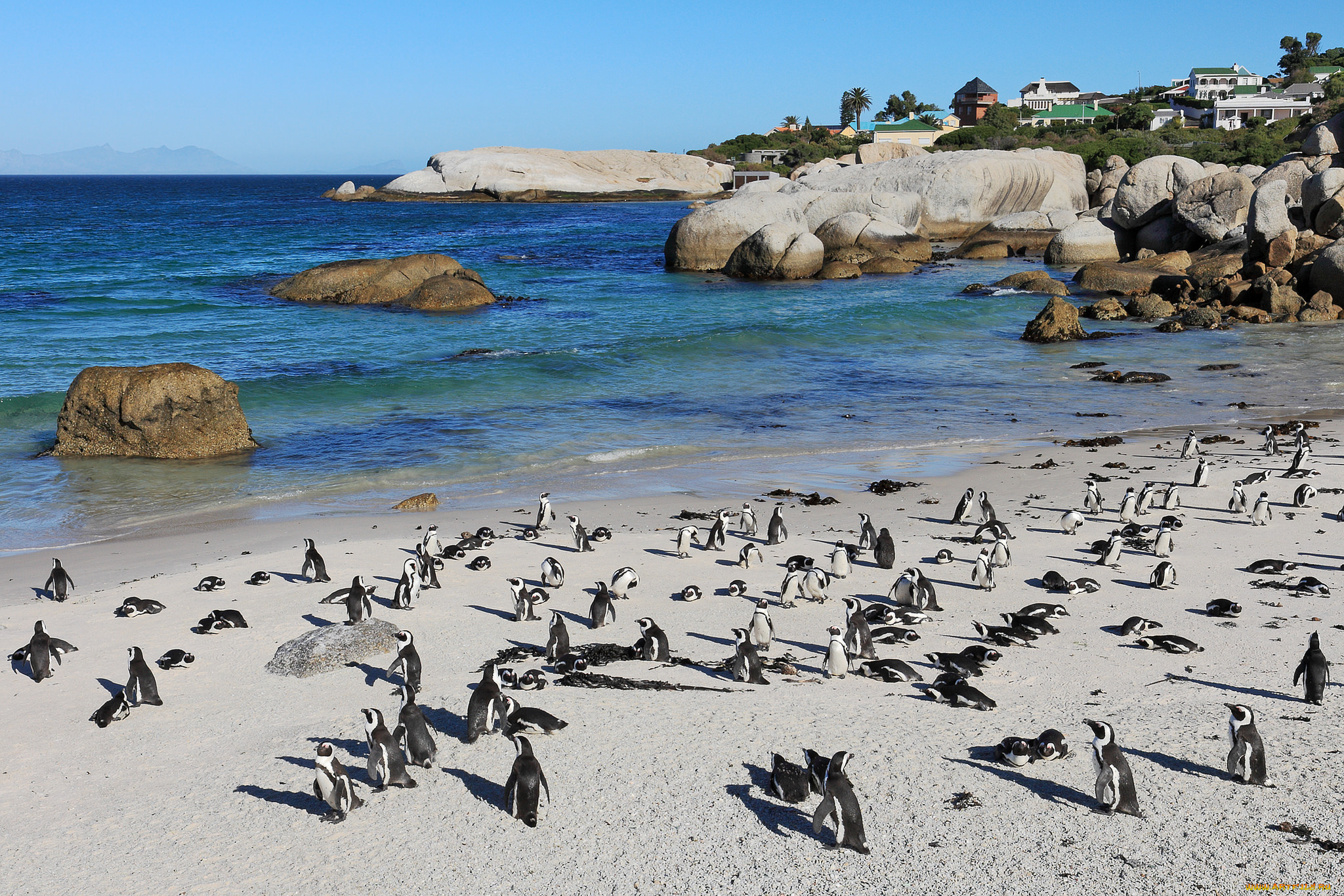 животные, пингвины, побережье, море, берег