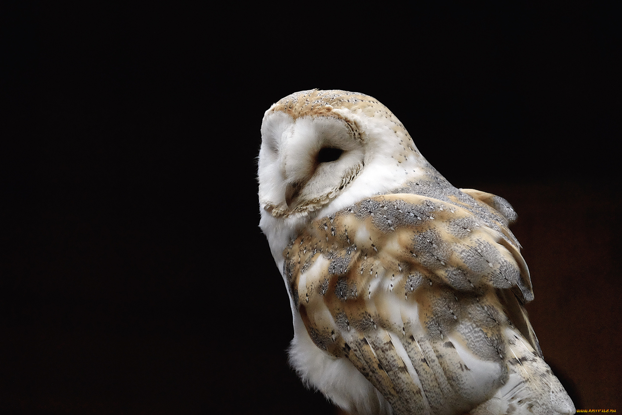 животные, совы, чёрный, фон, сова