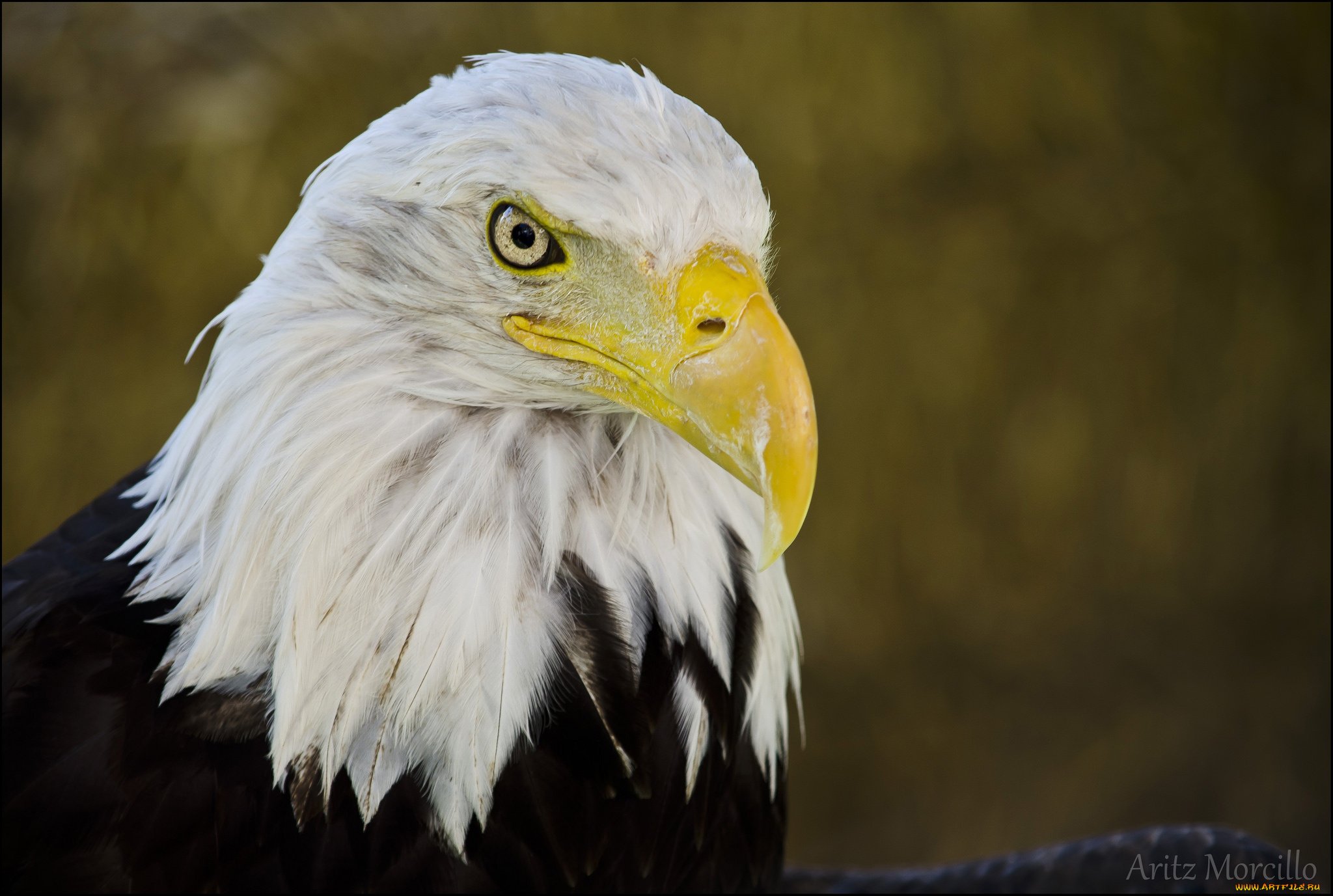 животные, птицы, -, хищники, орёл