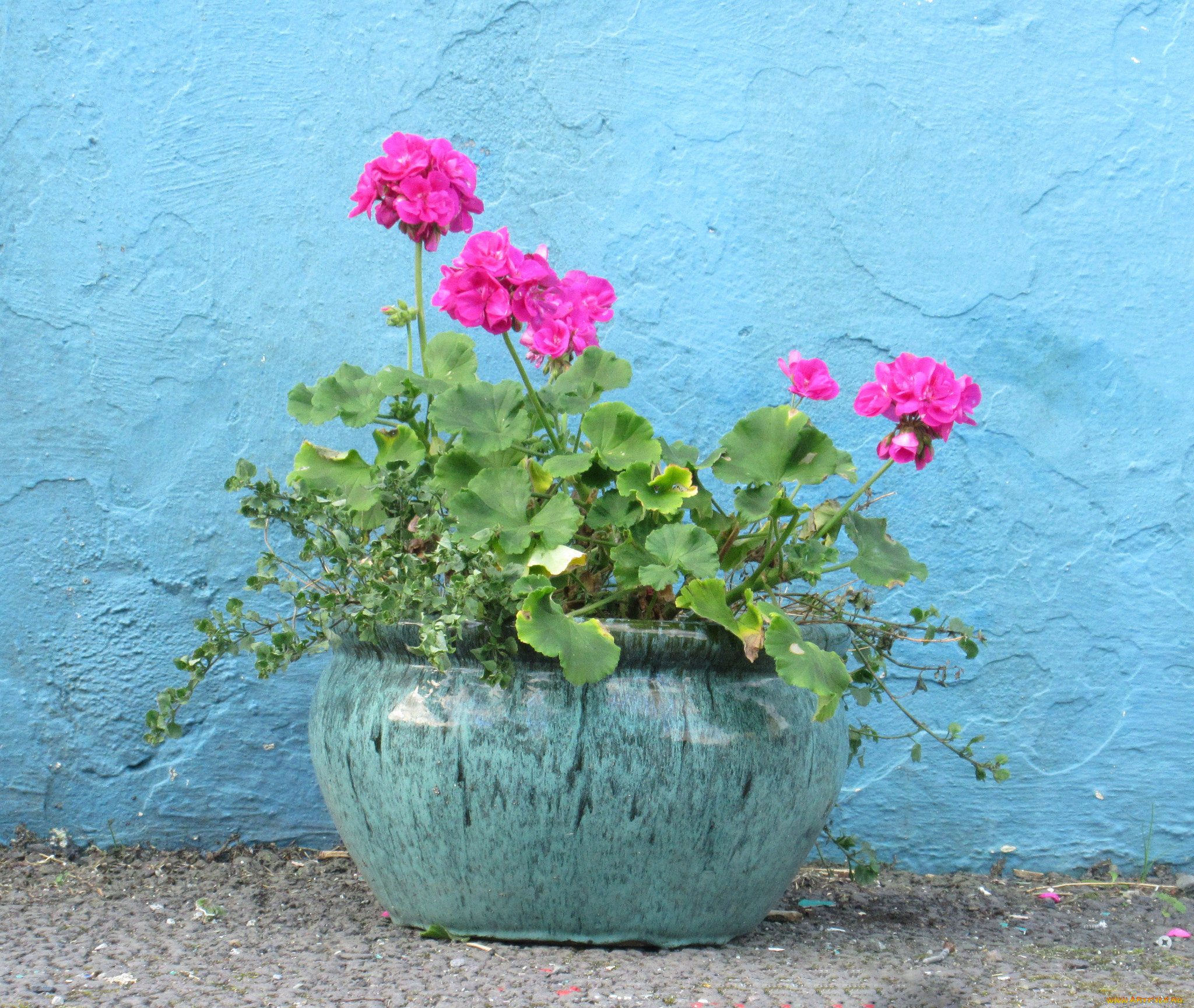 цветы, герань, кадушка