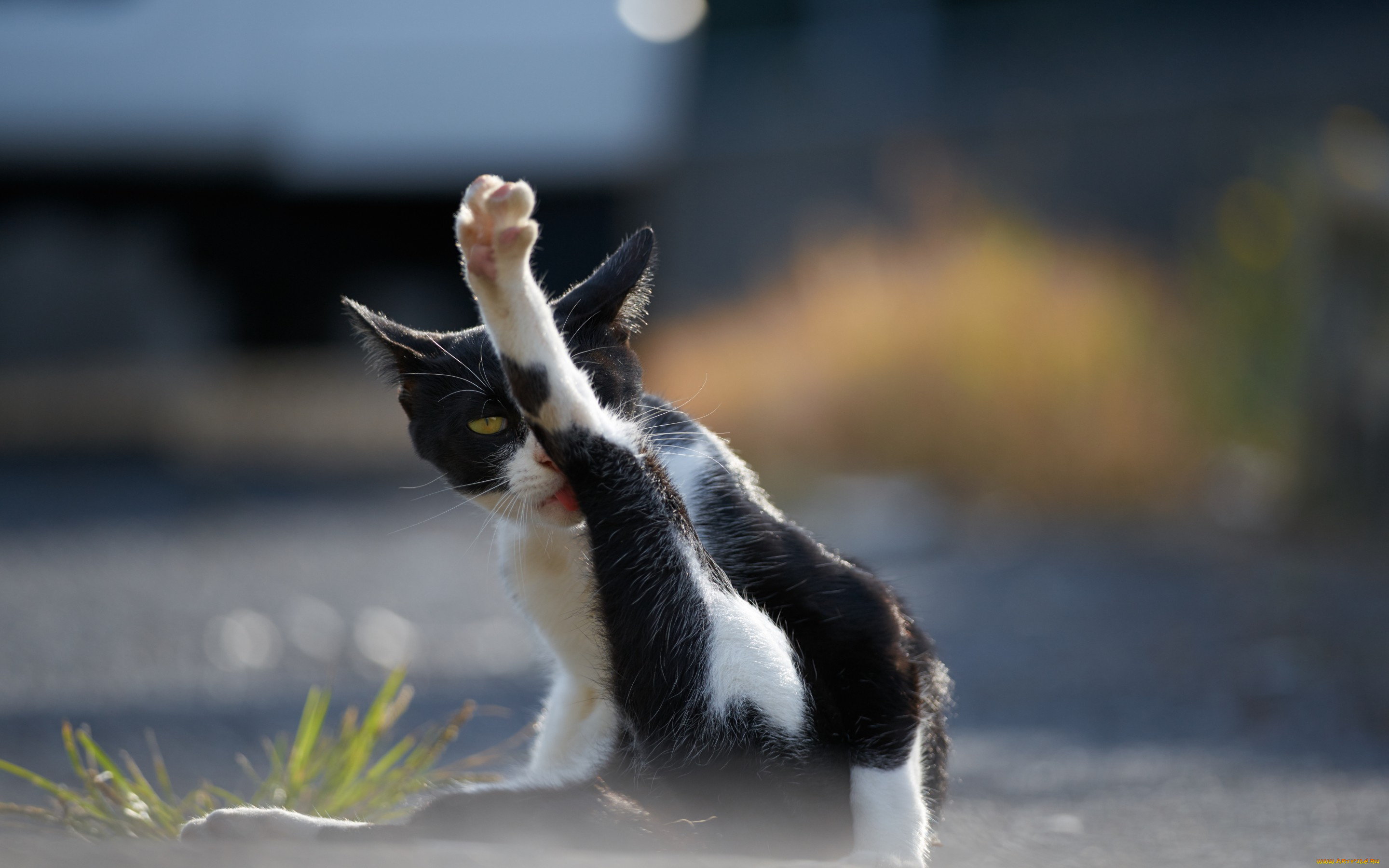 животные, коты, кот, кошак, котяра, лапка