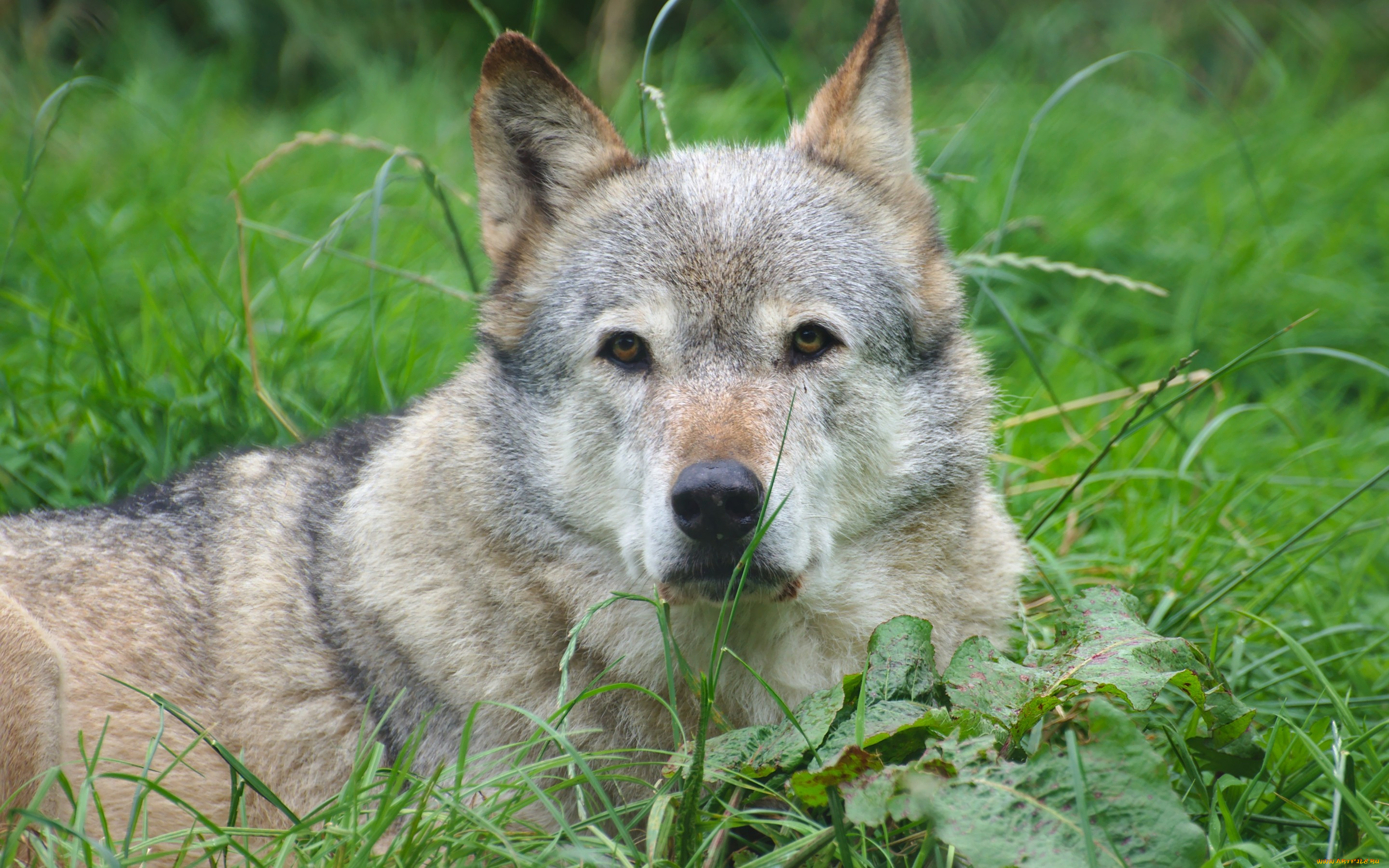 животные, волки, , койоты, , шакалы, волк, хищник, взгляд, фон