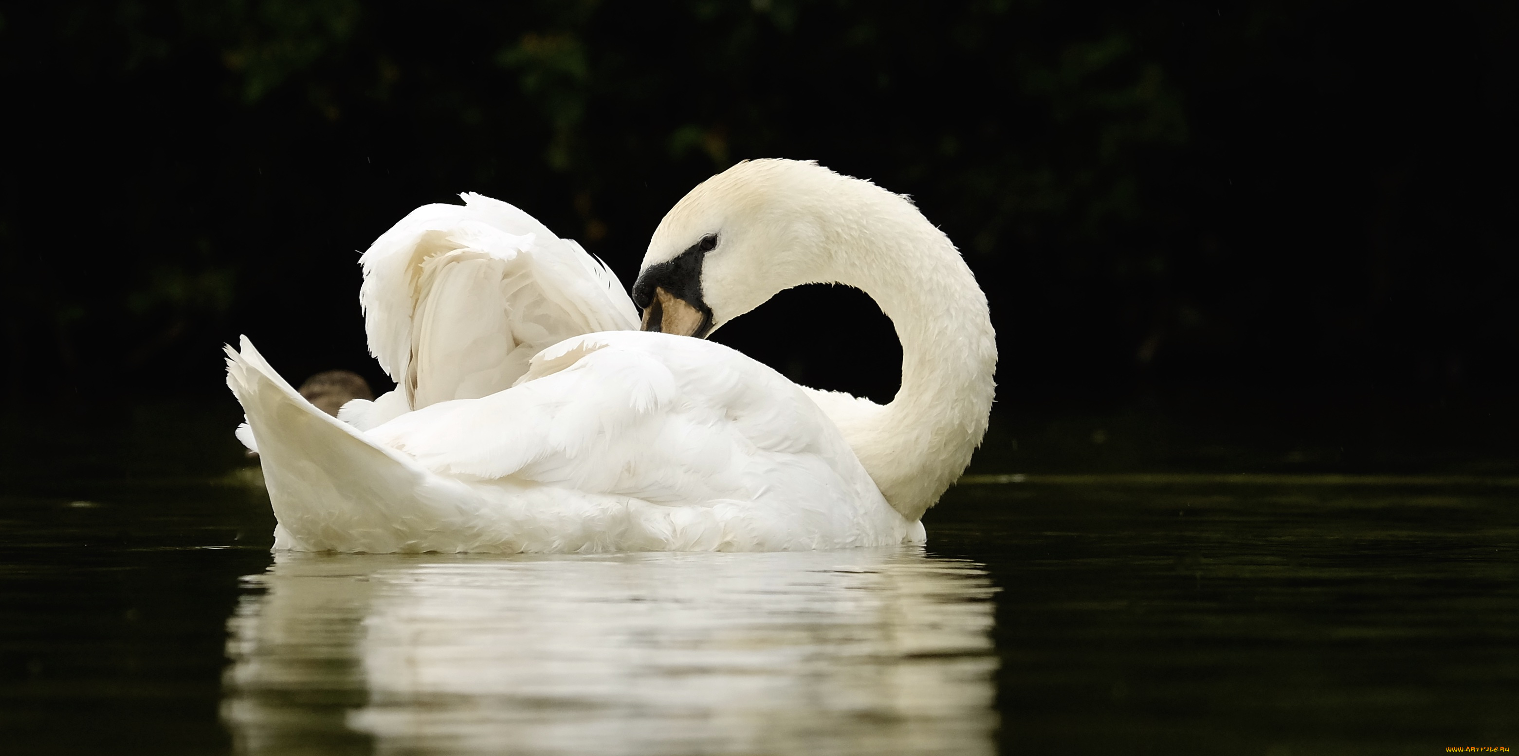 животные, лебеди, озеро, лето, лебедь