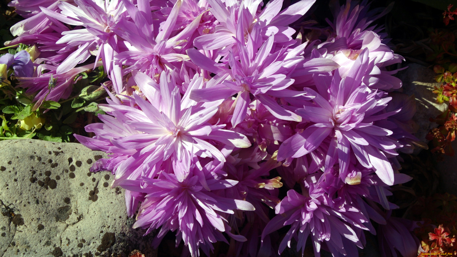 безвременник, осенний, цветы, безвременник, осенний