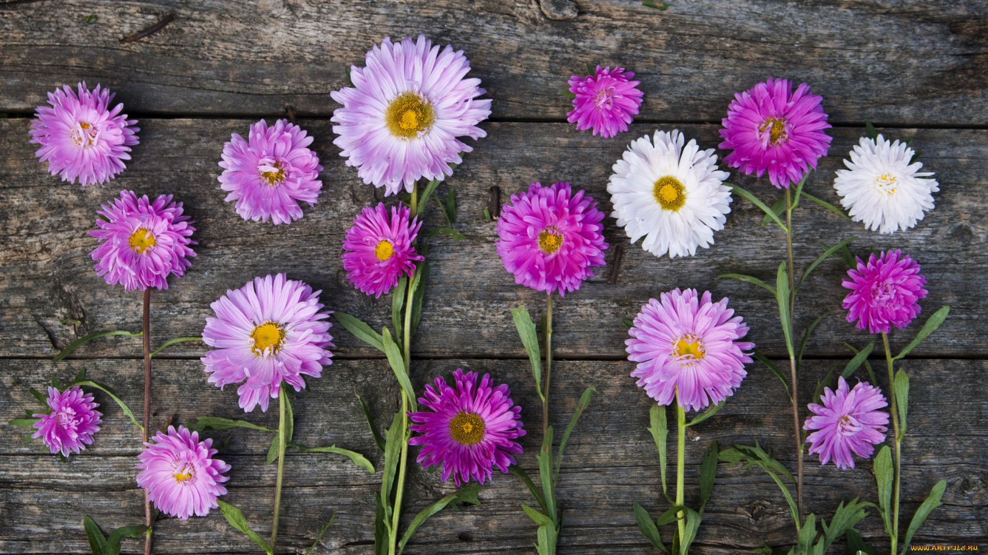 цветы, астры, лимон, макро, лайм, цитрусы