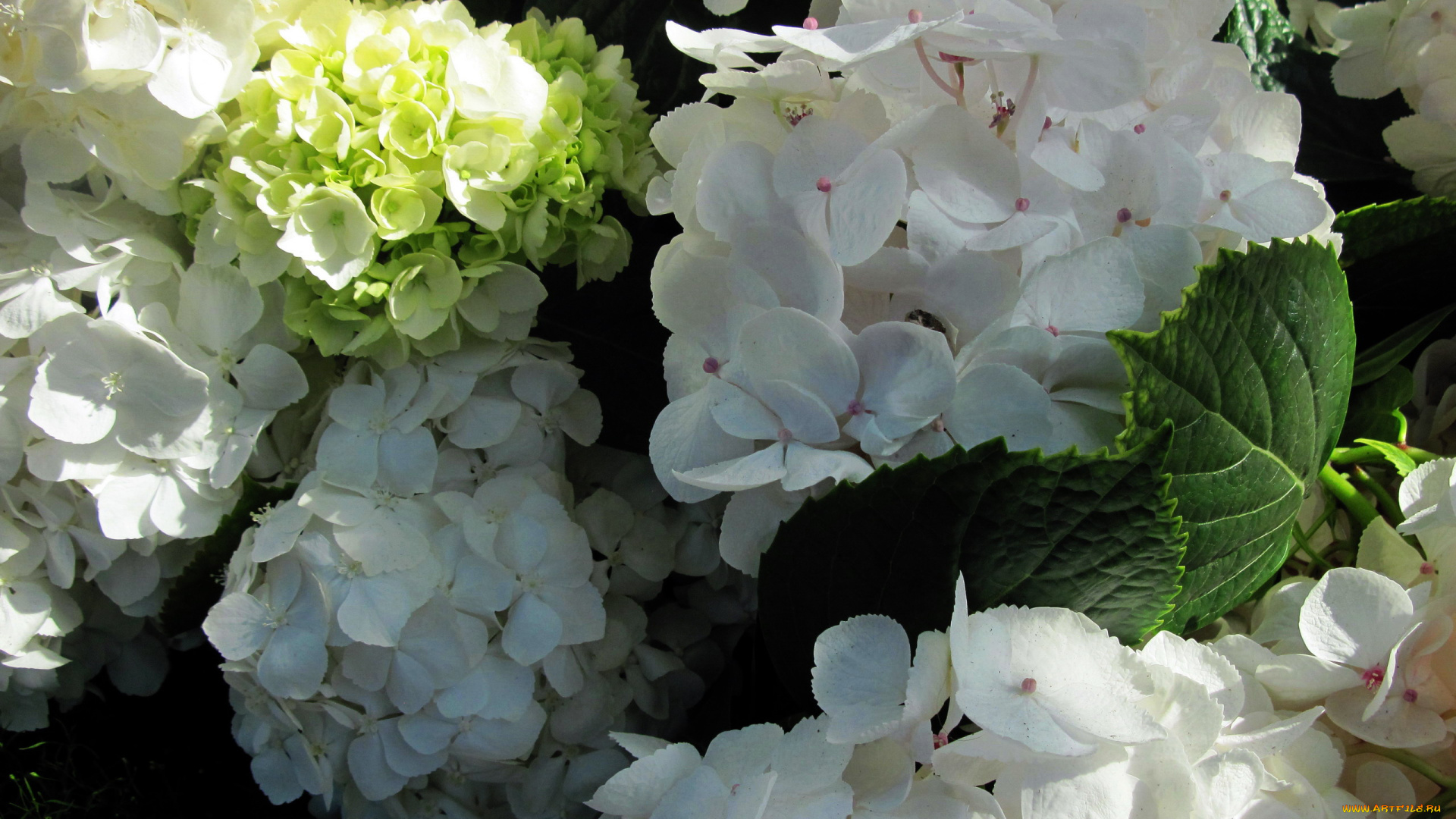 цветы, гортензия, белый