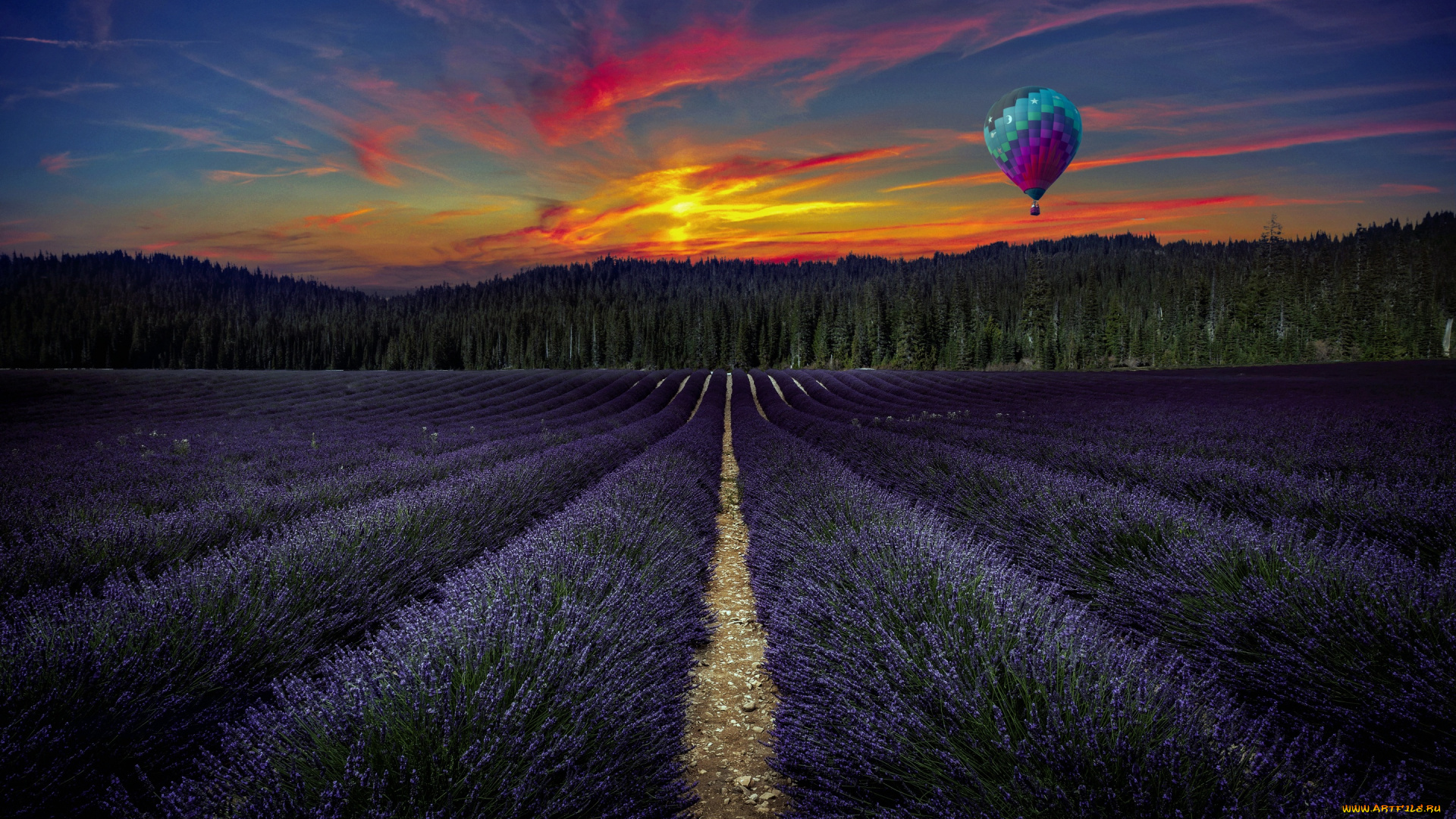 цветы, лаванда, воздушный, шар, вечер, поле