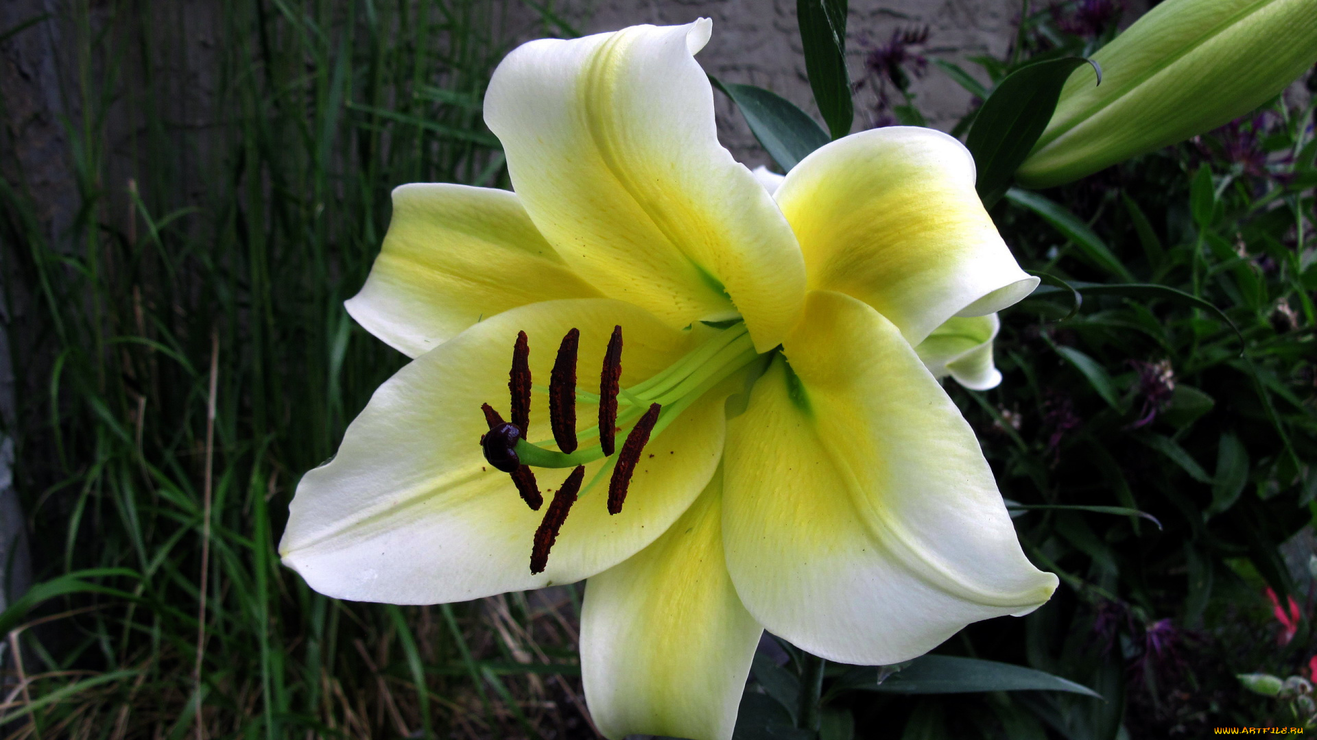 цветы, лилии, , лилейники, лилия, бутон, макро