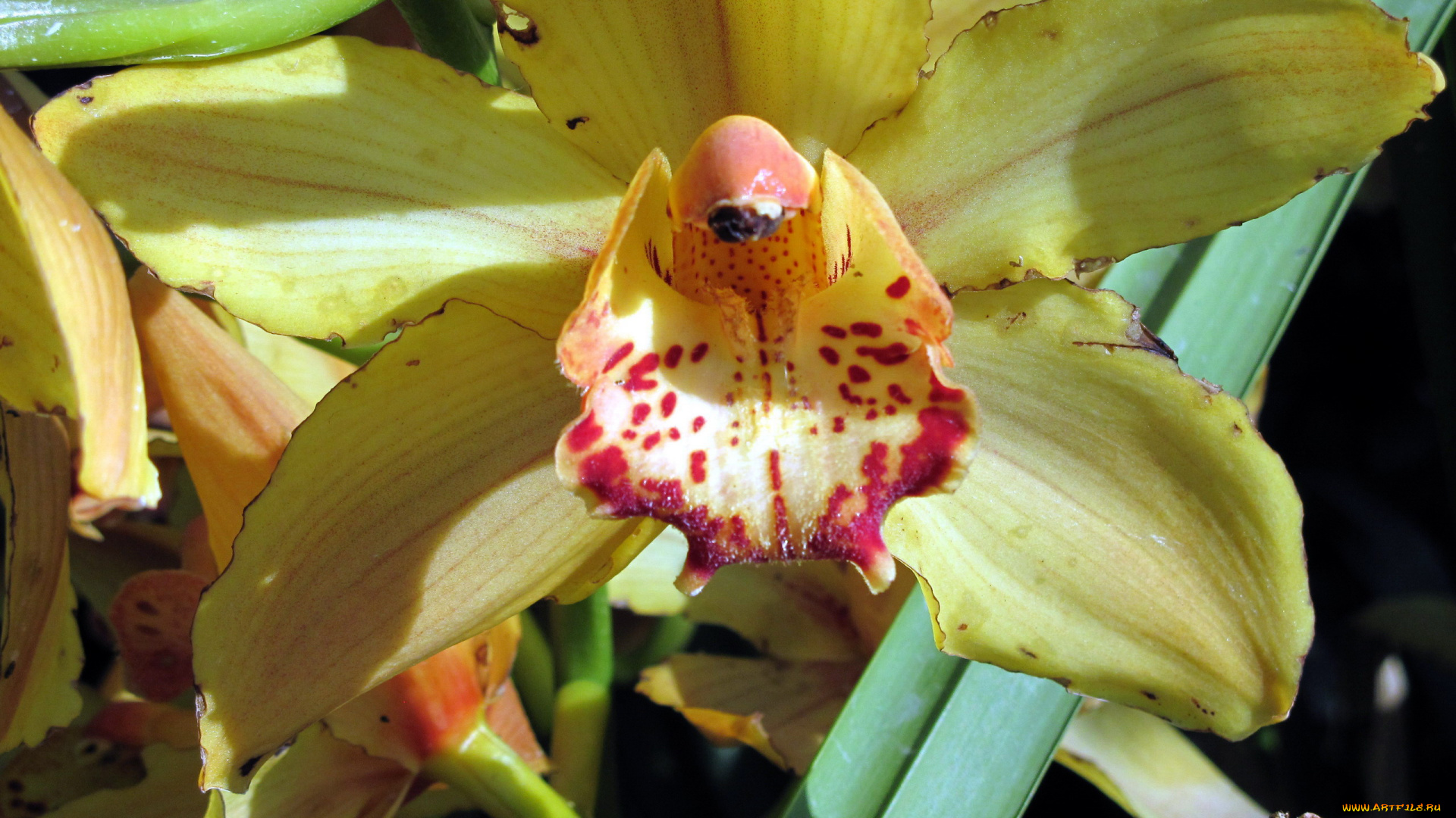 цветы, орхидеи, макро