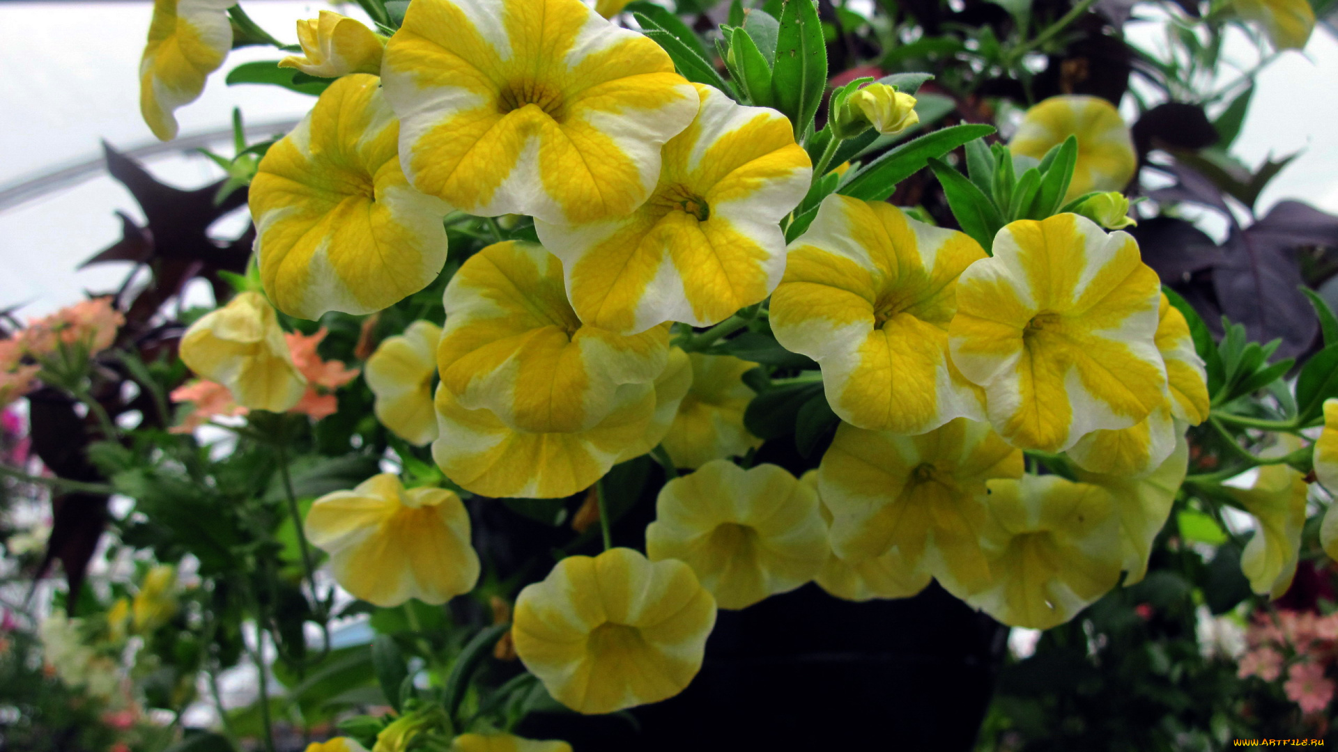 цветы, петунии, , калибрахоа, калибрахоа