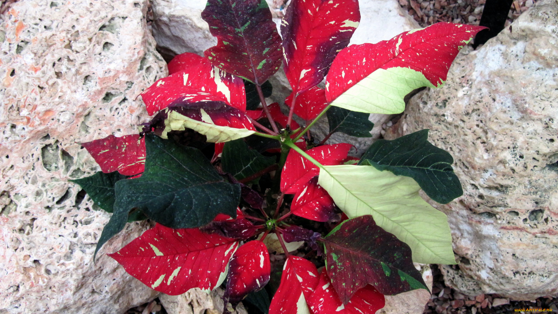 цветы, пуансеттия, рождественская, звезда