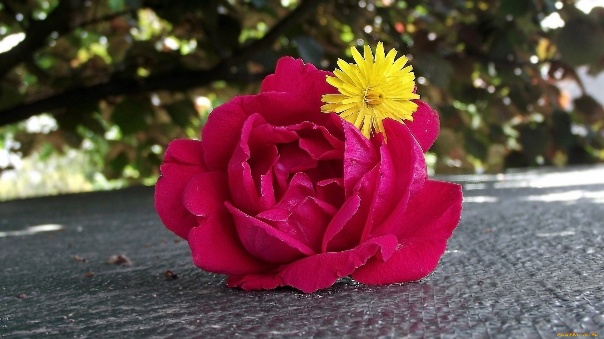 цветы, разные, вместе, одуванчик, роза