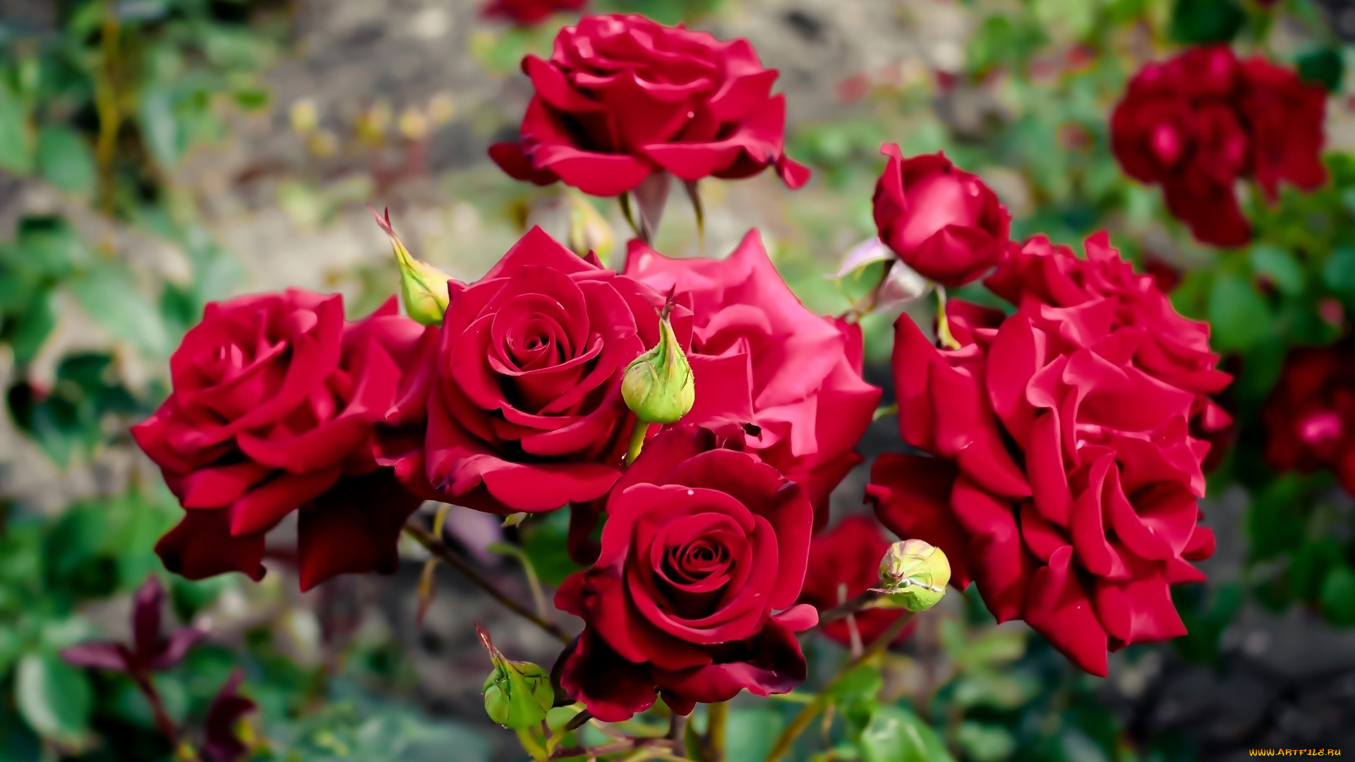 цветы, розы, алый