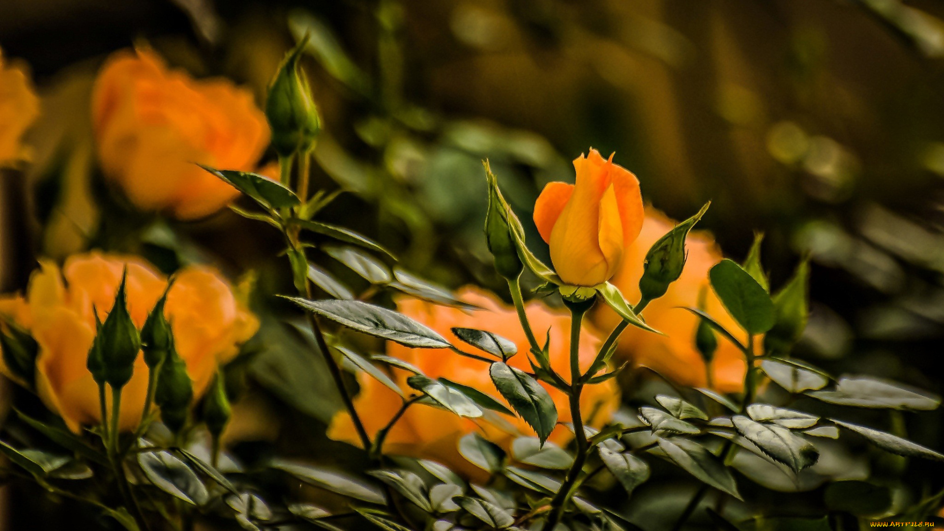 цветы, розы, бутон, боке