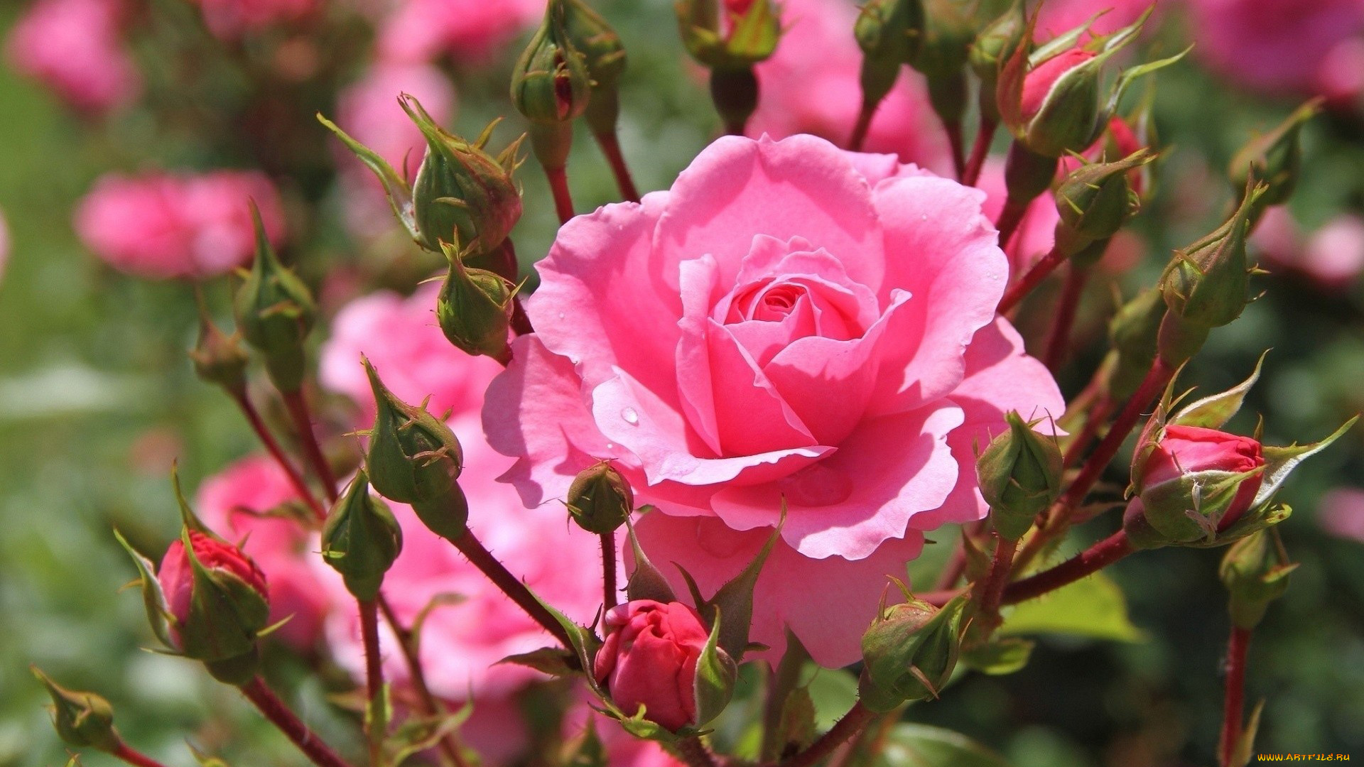 цветы, розы, бутоны, много, розовый