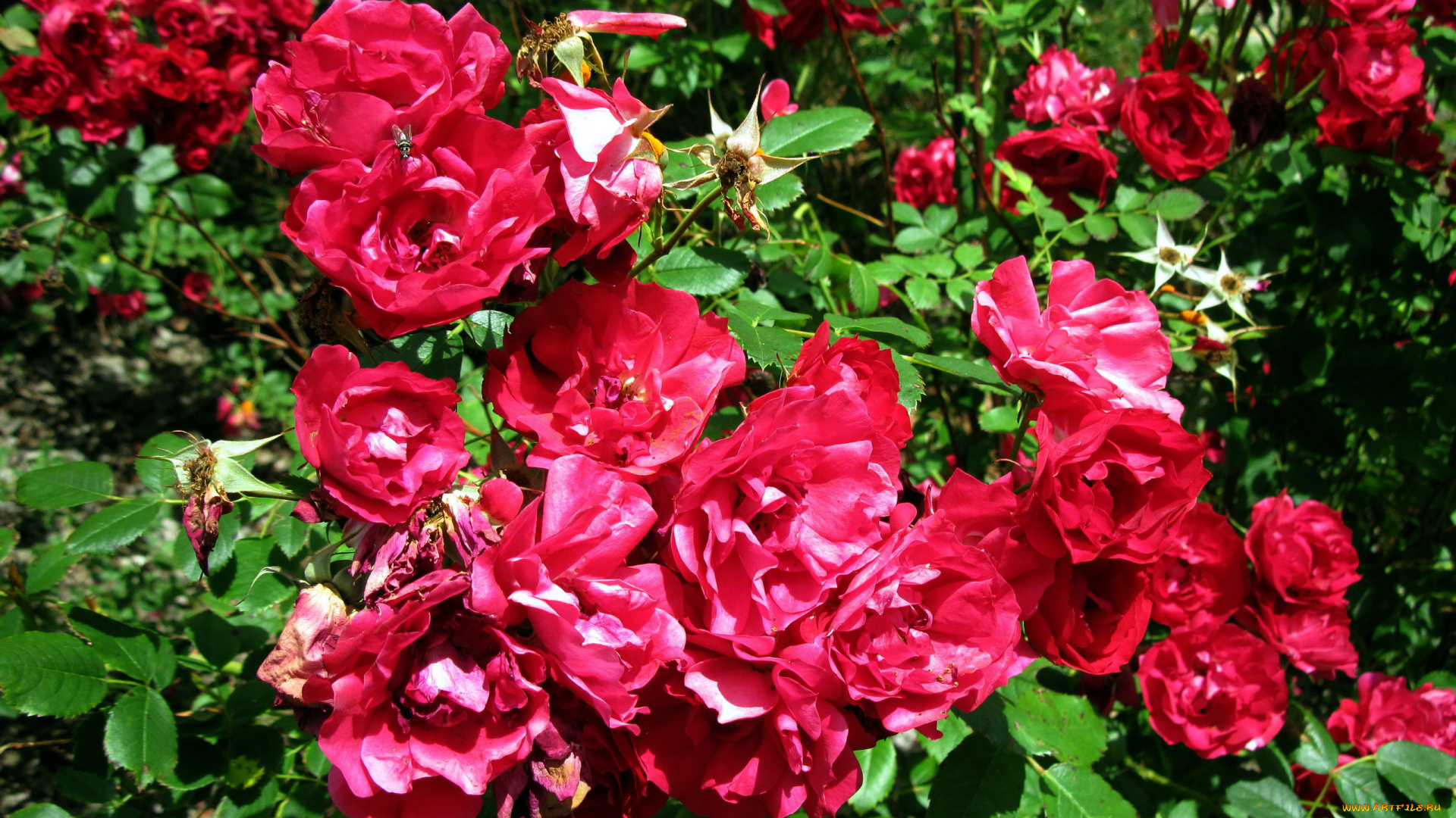 цветы, розы, куст