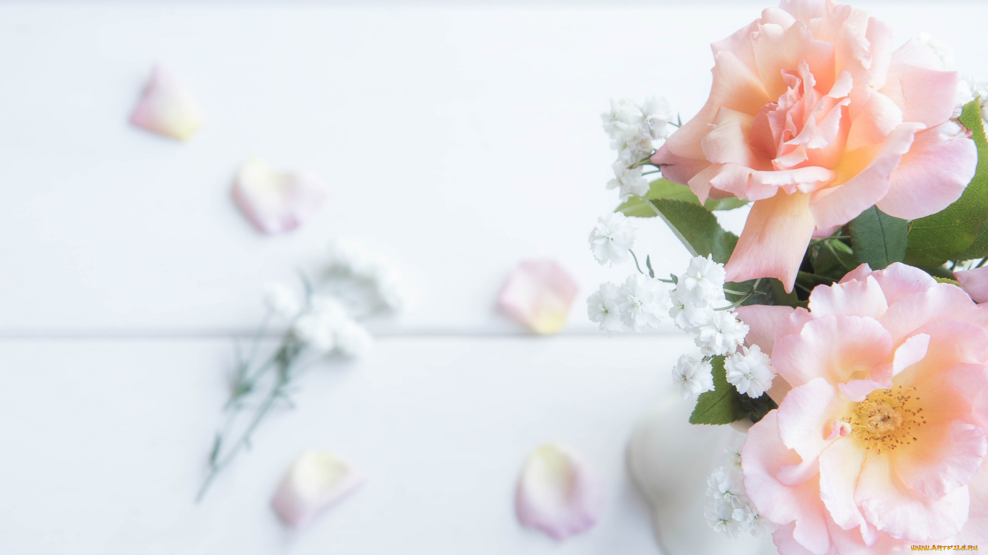 цветы, розы, нежность, лепестки