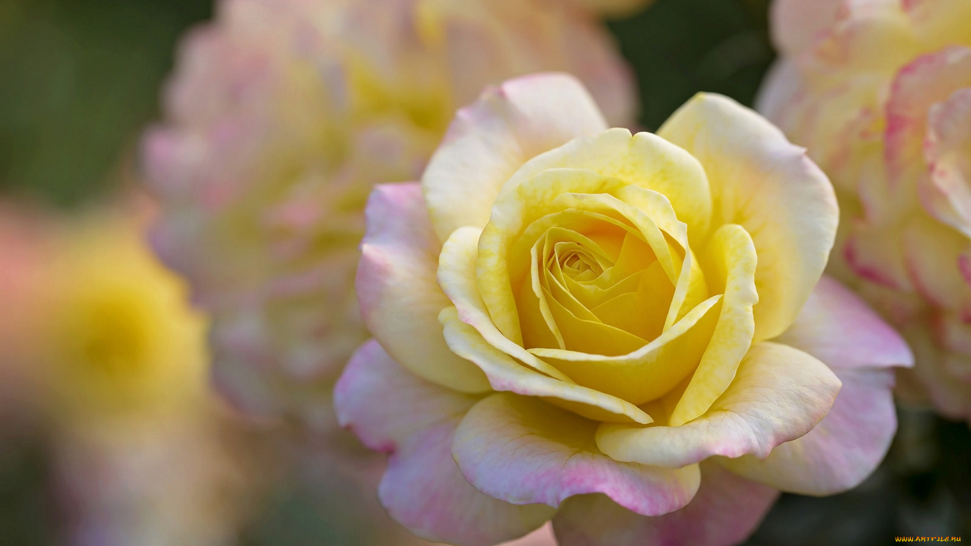 цветы, розы, нежность, лепестки, роза