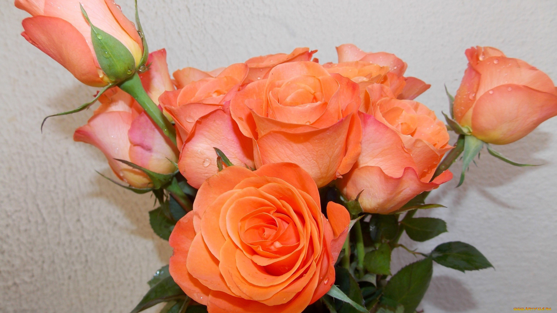 цветы, розы, персиковые, бутоны