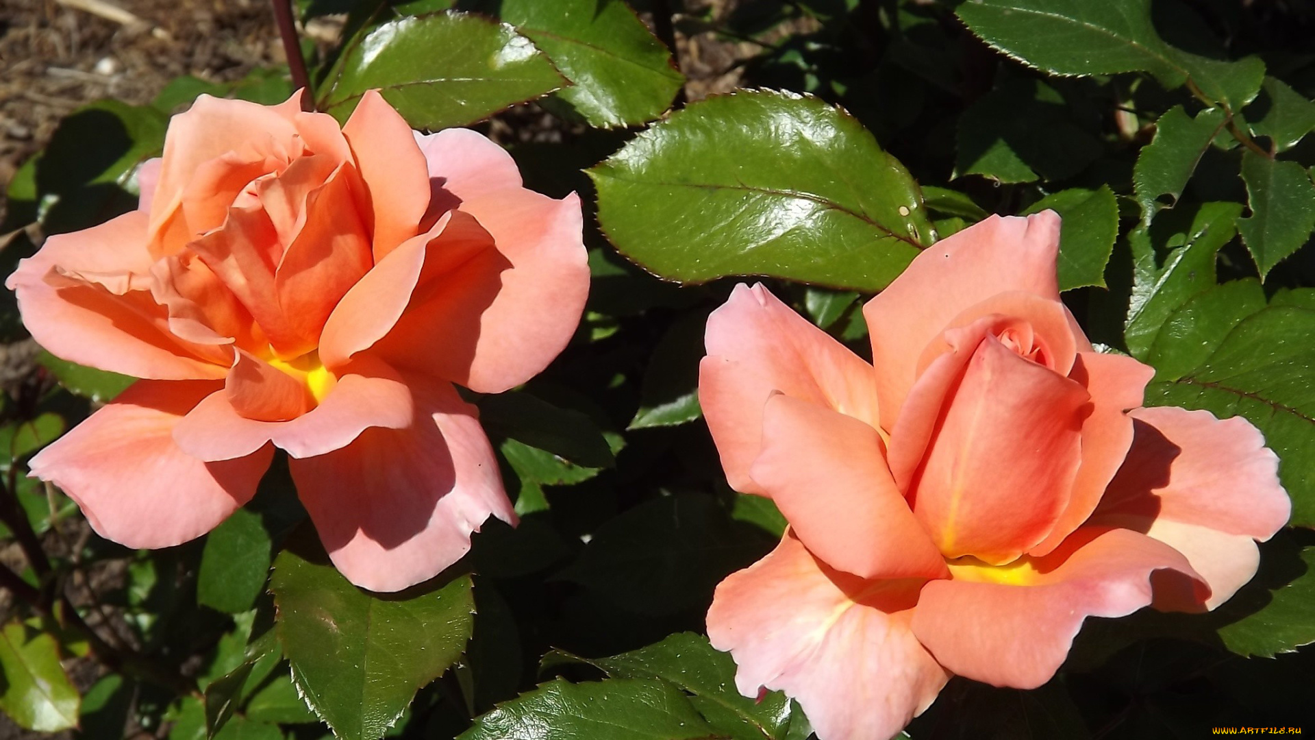 цветы, розы, персиковый