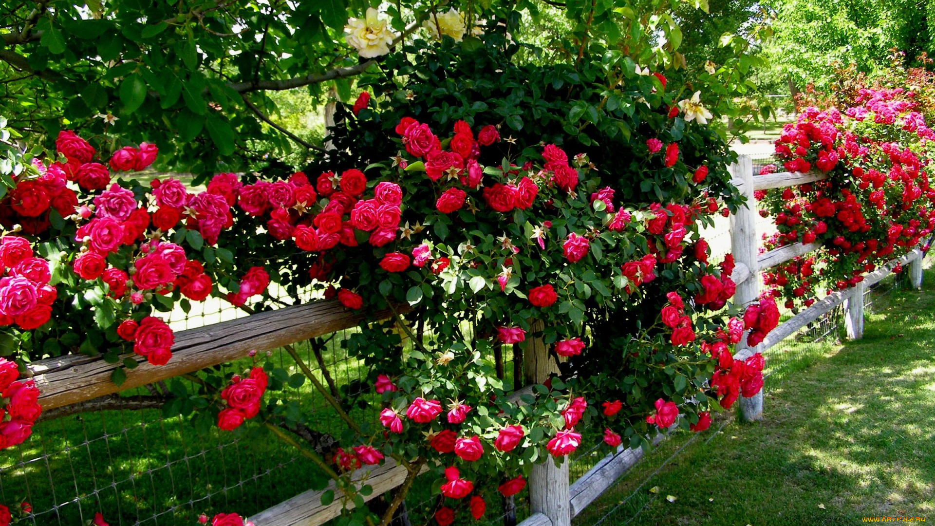 цветы, розы, плетистые