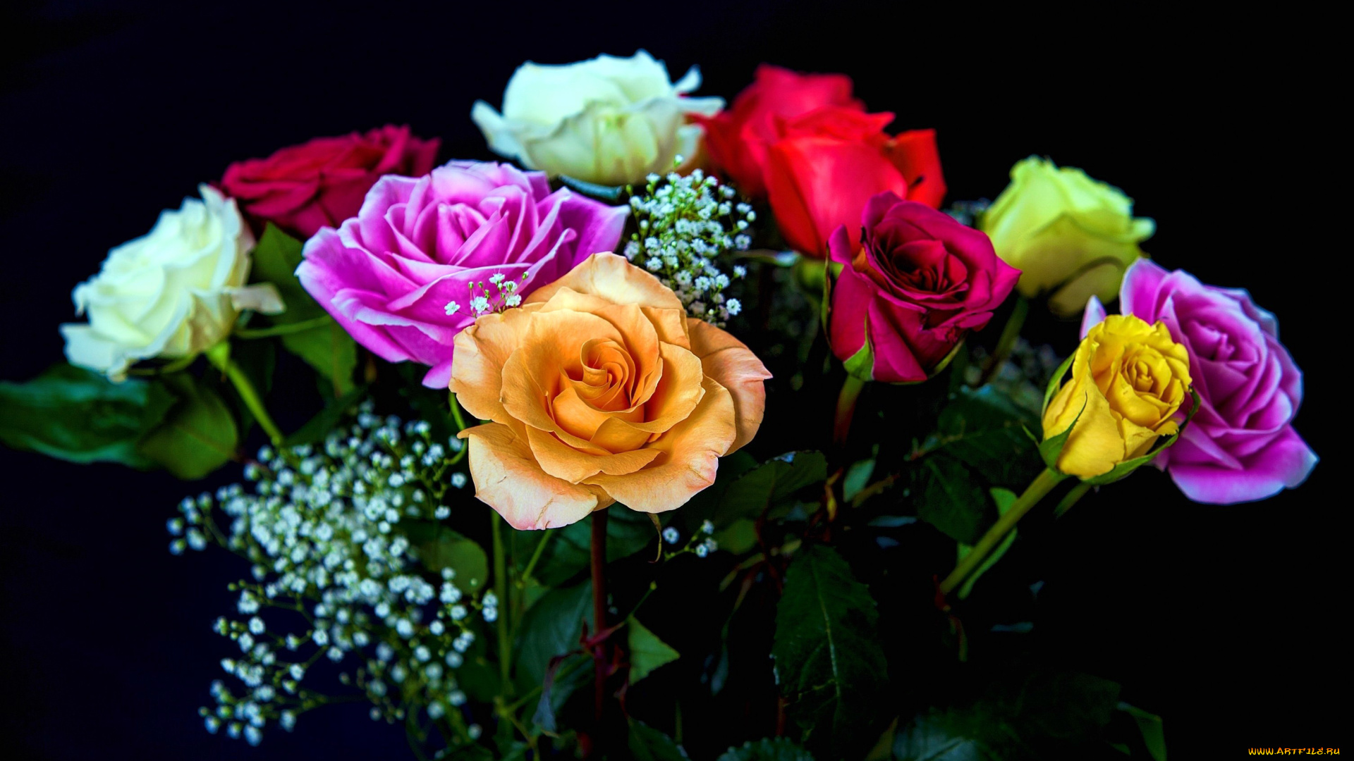 цветы, розы, разноцветные