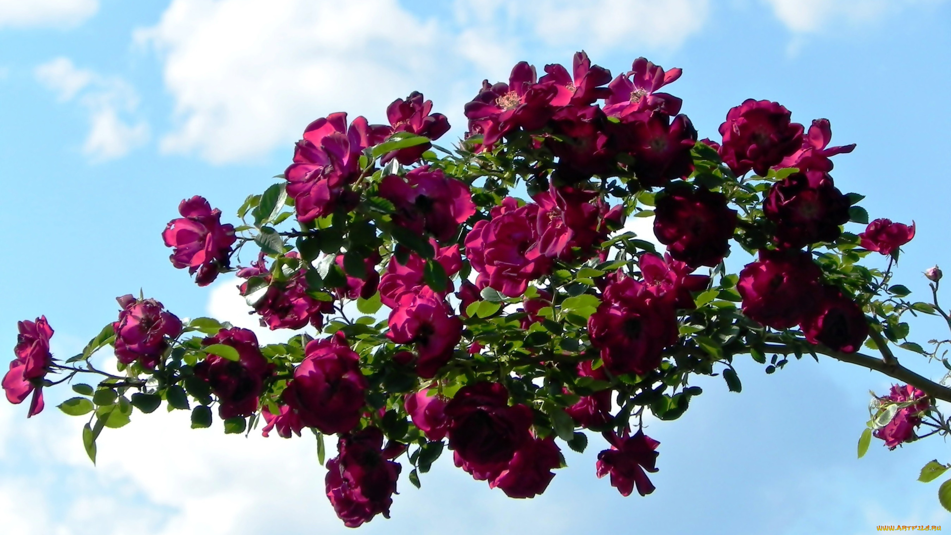 цветы, розы, ветка, небо, облака