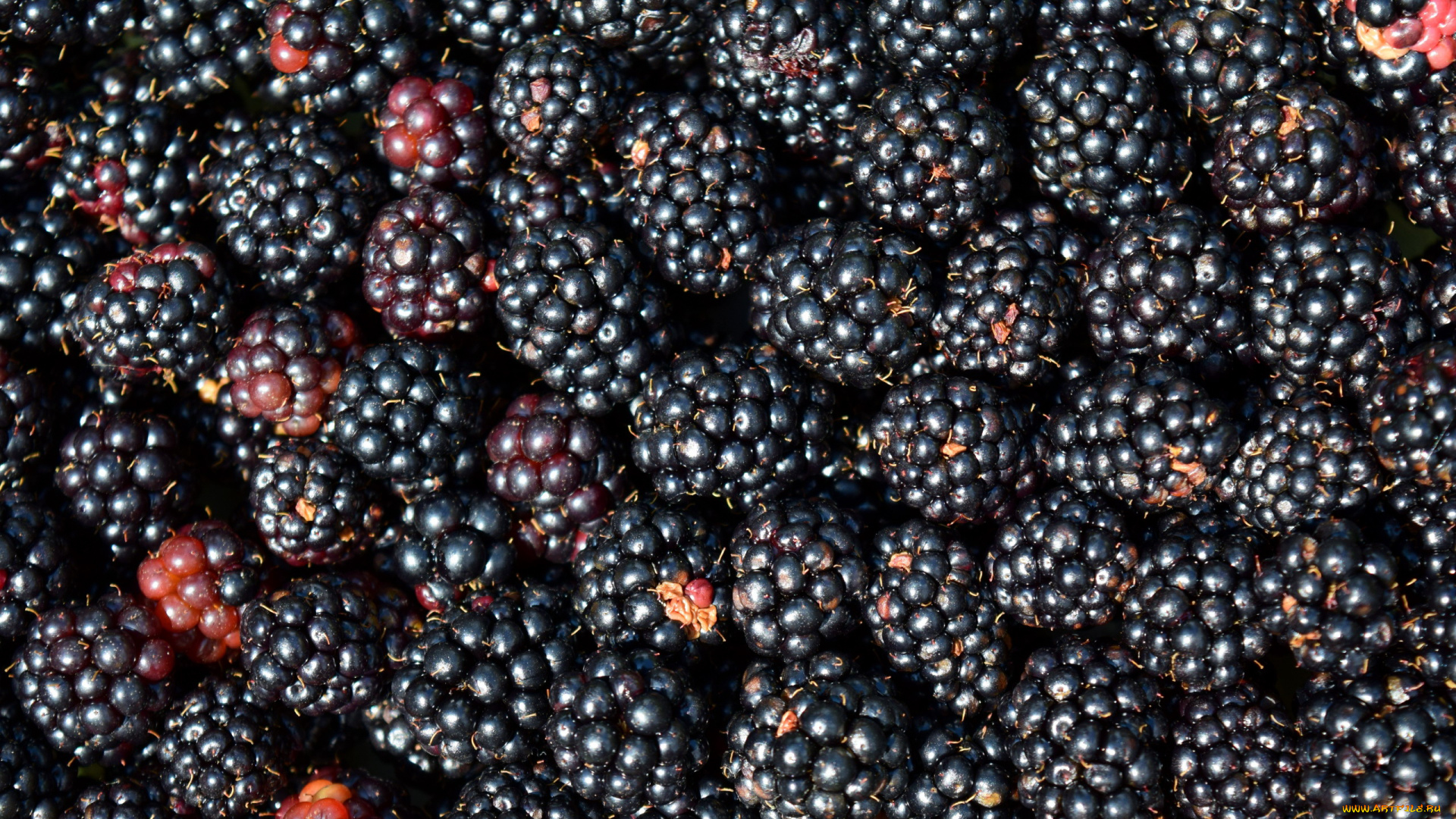еда, ежевика, много, ягоды