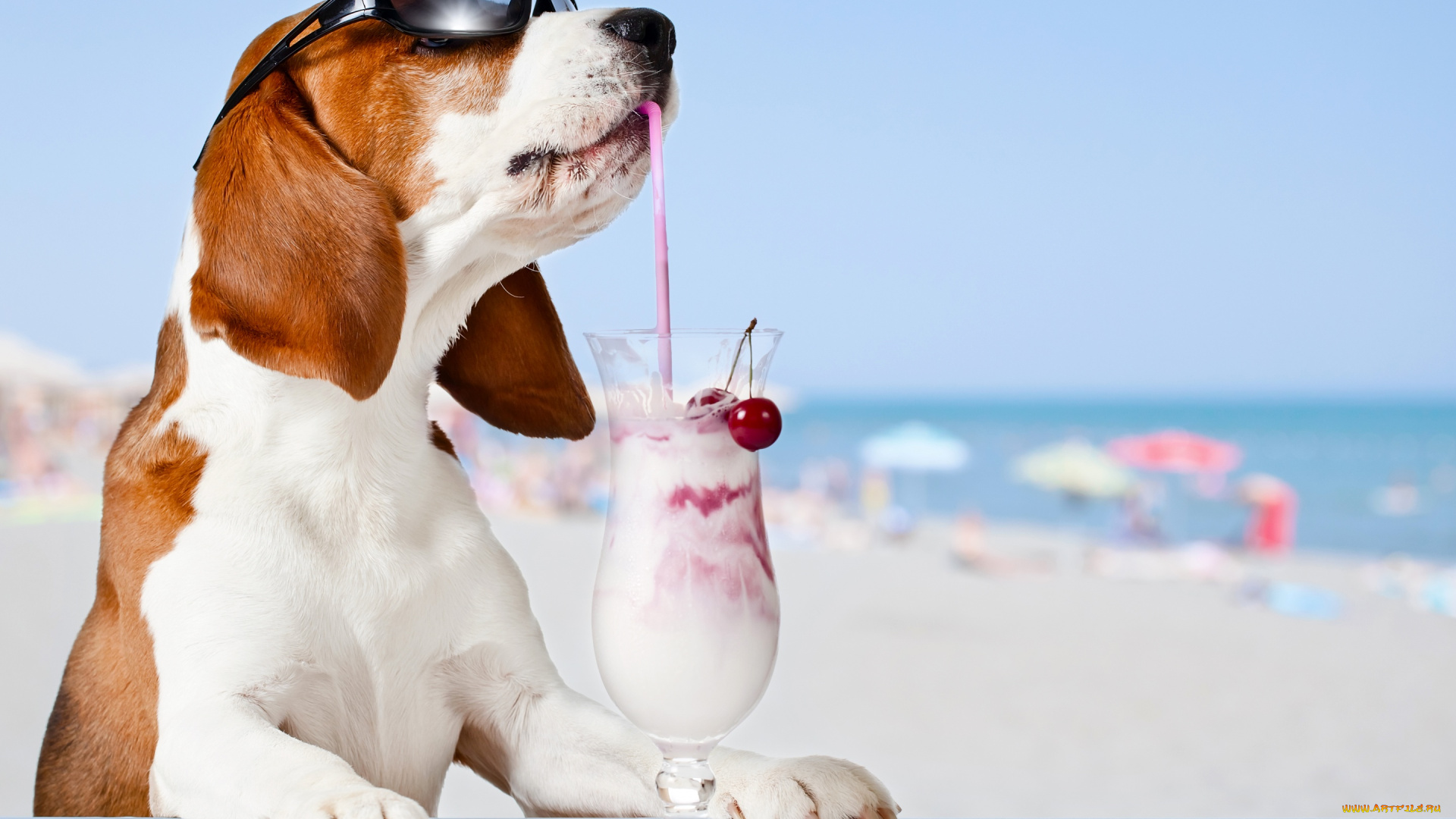 юмор, и, приколы, очки, вишня, фон, бокал, бассет, хаунд, коктейль, пляж, боке, море, юмор, солнце, трубочка
