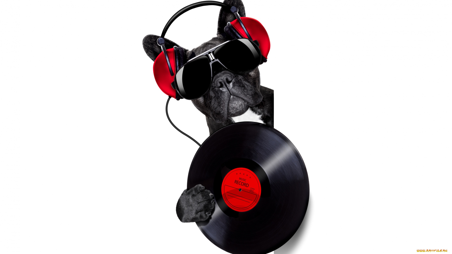 юмор, и, приколы, пластинка, из-за, угла, бульдог, выглядывает, черные, морда, наушники, белый, фон, музыка, очки, диджей, винил, юмор