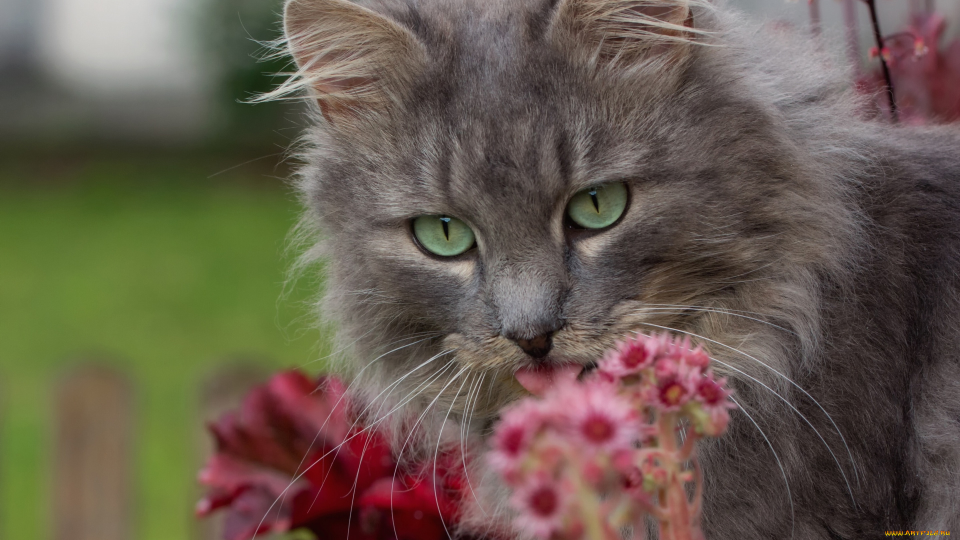 животные, коты, цветы, кошка, мордочка, кот