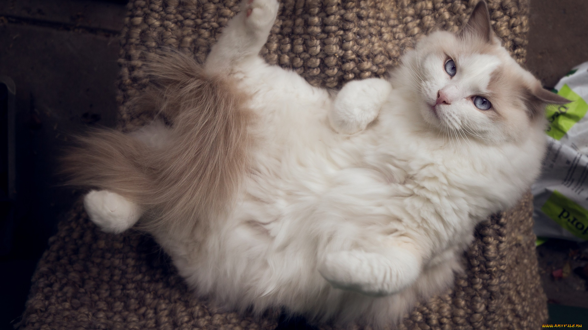 животные, коты, кот, релакс, расслабон, рэгдолл, кошка