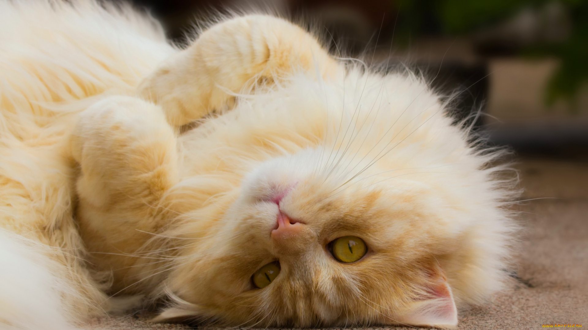 животные, коты, взгляд, рыжий, кот, лапочка, котейка