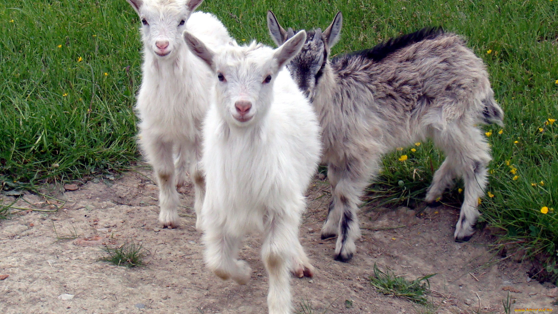 животные, козы, трио