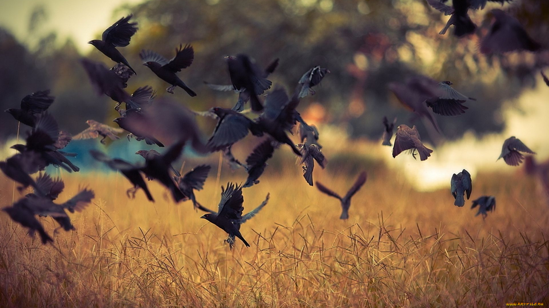 животные, птицы, поле, стая