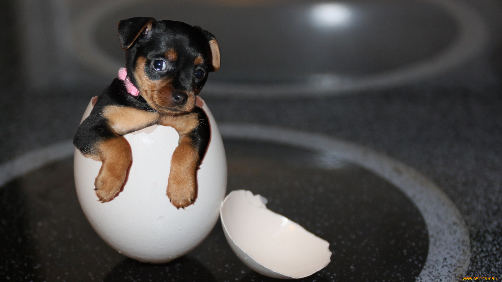 животные, собаки, щенок