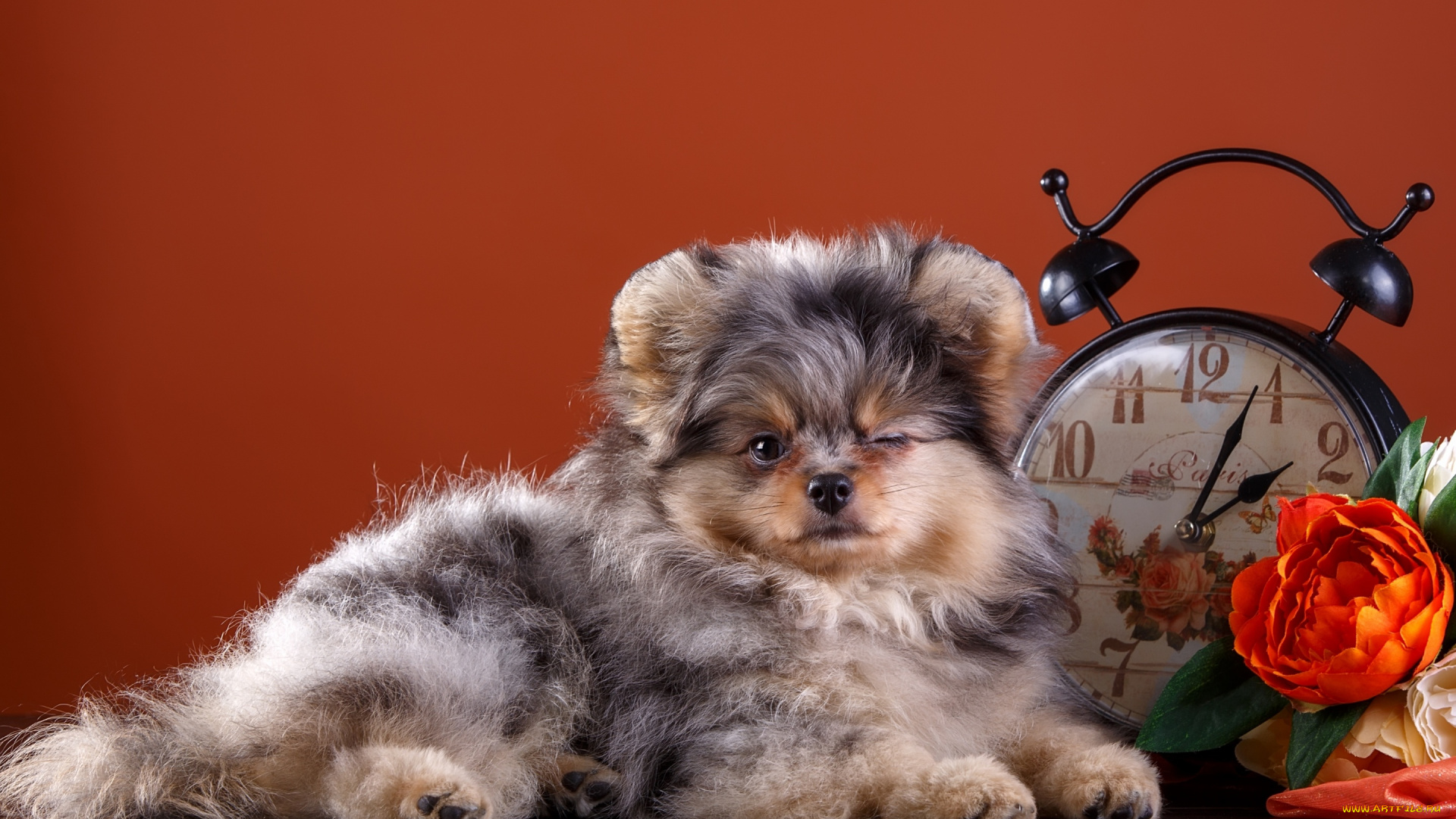 животные, собаки, шпиц, цветы, милый, часы, щенок, моргает