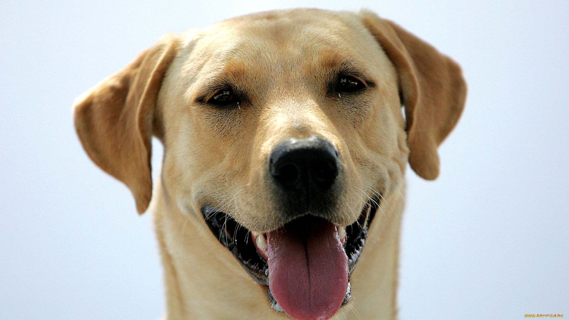 животные, собаки, улыбка, голова, язык, лабрадор, пес, собака