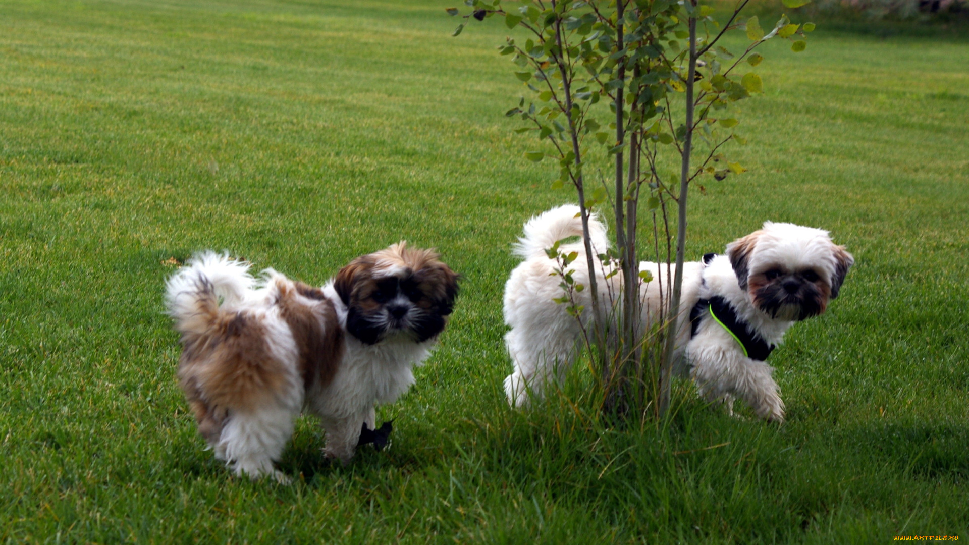 животные, собаки, забавные, деревце, лето, трава